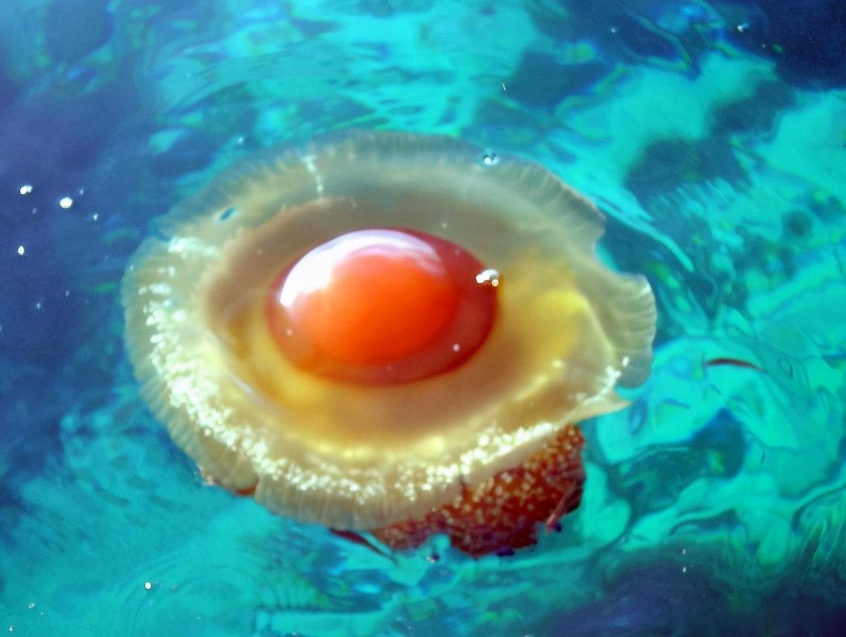 蛋黄水母,?这真的不是荷包蛋吗  #搞笑