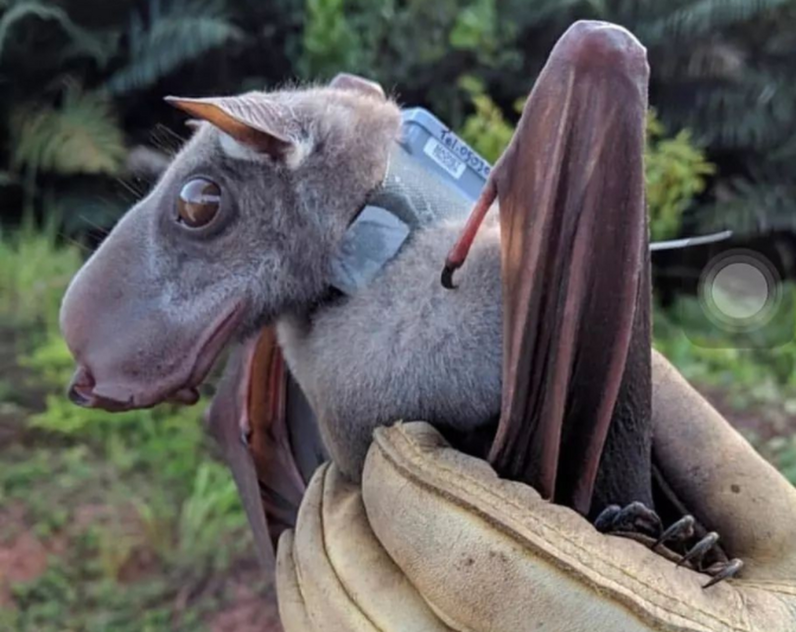 这是被很多国外网友称为最奇葩的动物之一的锤头果蝠,看到它的样子你