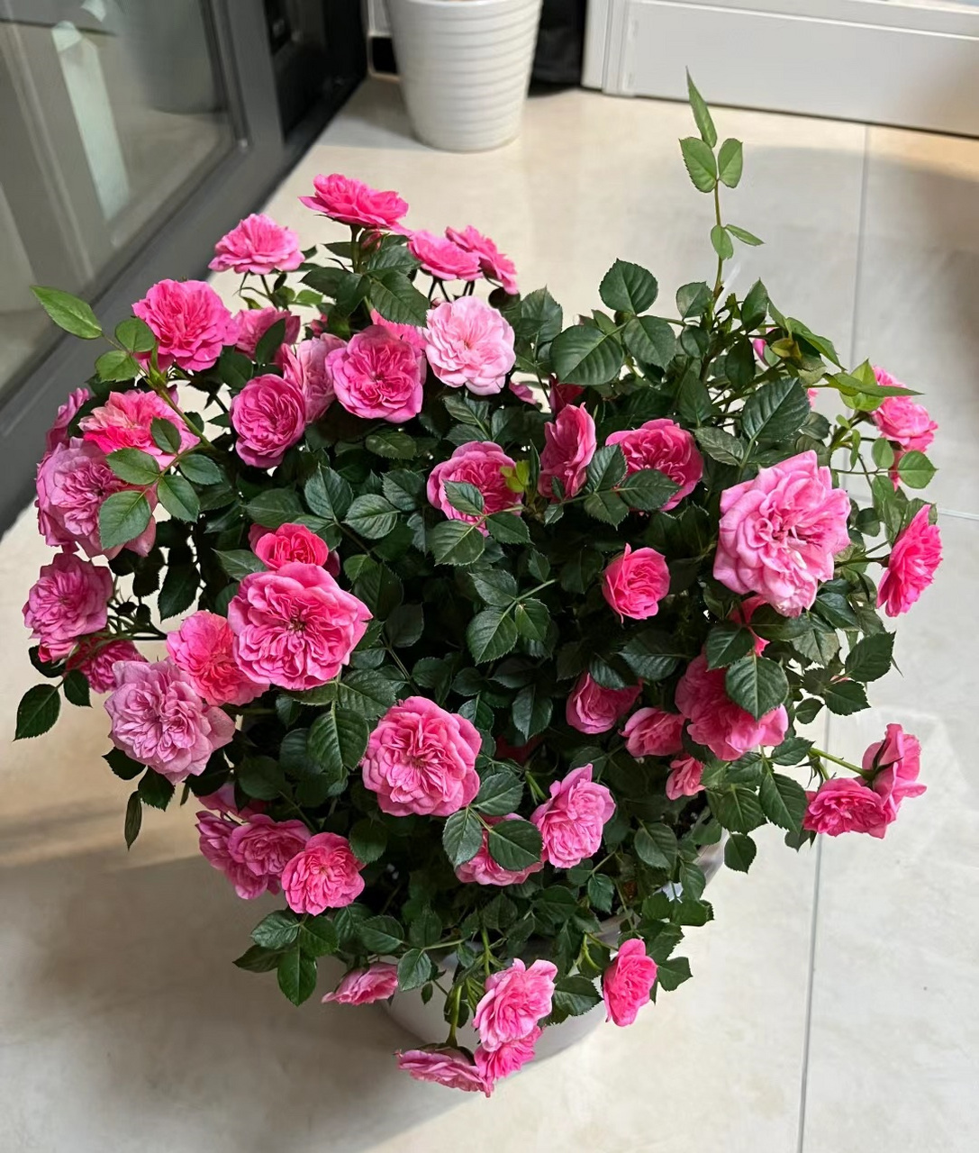 一款"冷门"但很优秀的微型月季花——恋人印记,又名心上人,植株低矮