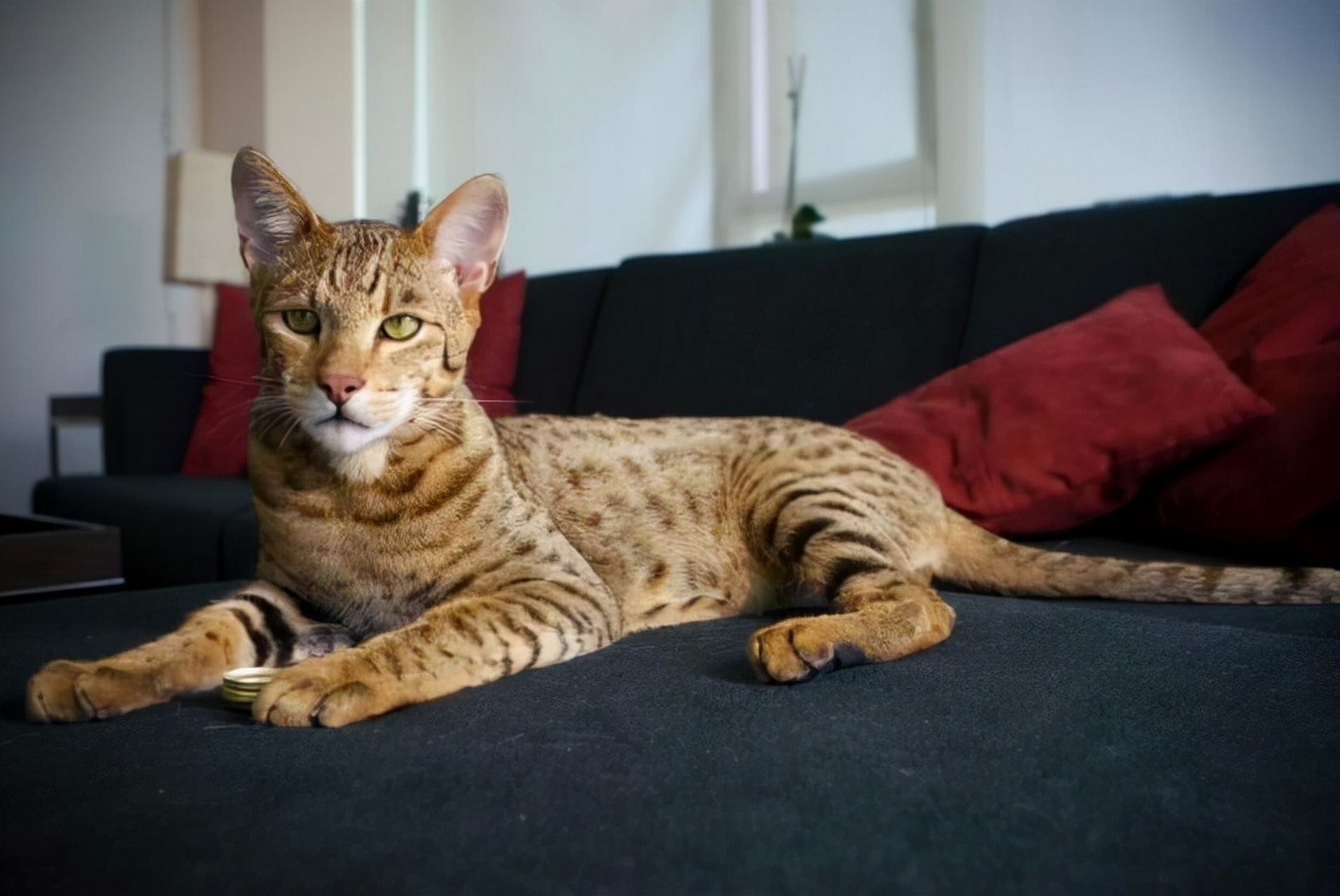 埃及猫,是一种非常古老的猫品种,其历史可以追溯到数千年前,与古埃及