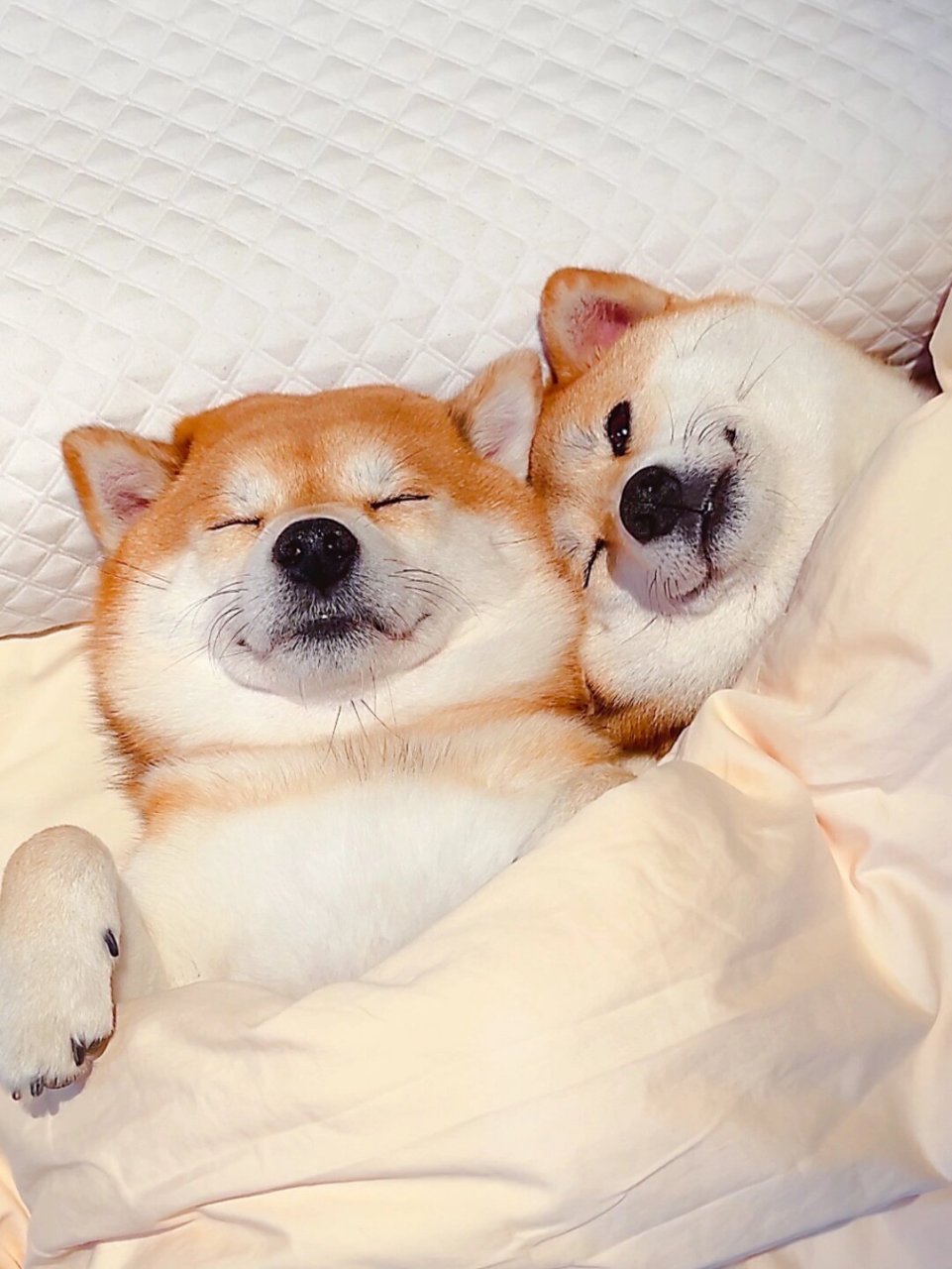 爱与被爱柴猪情侣头像大合集  亲爱的朋友们,你们期待的狗狗图片来啦!