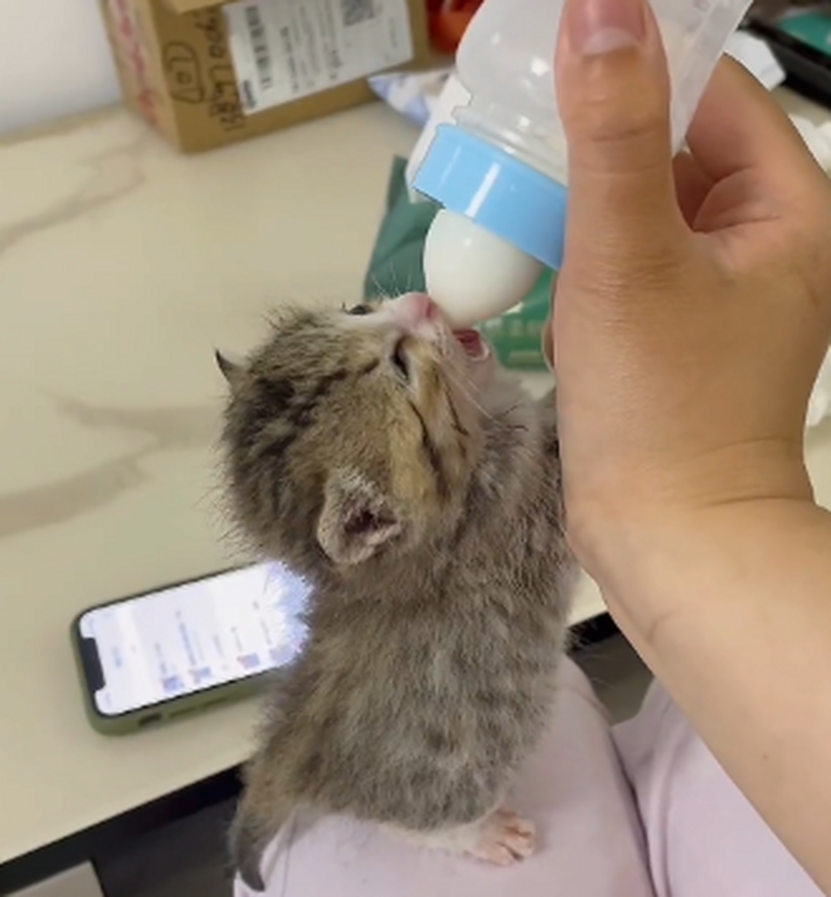 用奶瓶喝奶的小猫咪,好可爱呀.