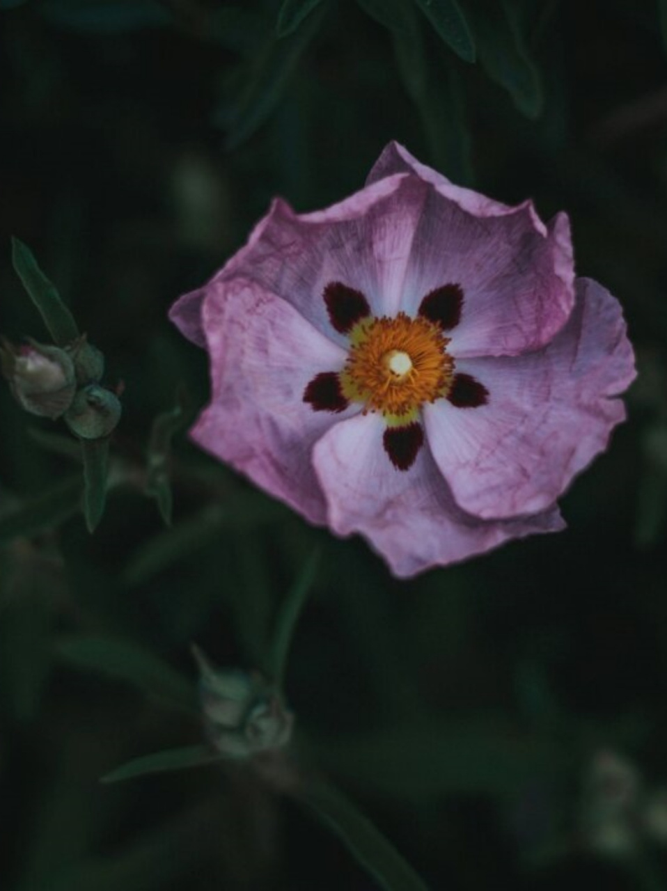 长得柔柔弱弱没想到是个纵火犯  岩蔷薇的花语是"拒绝"和"敏感",这