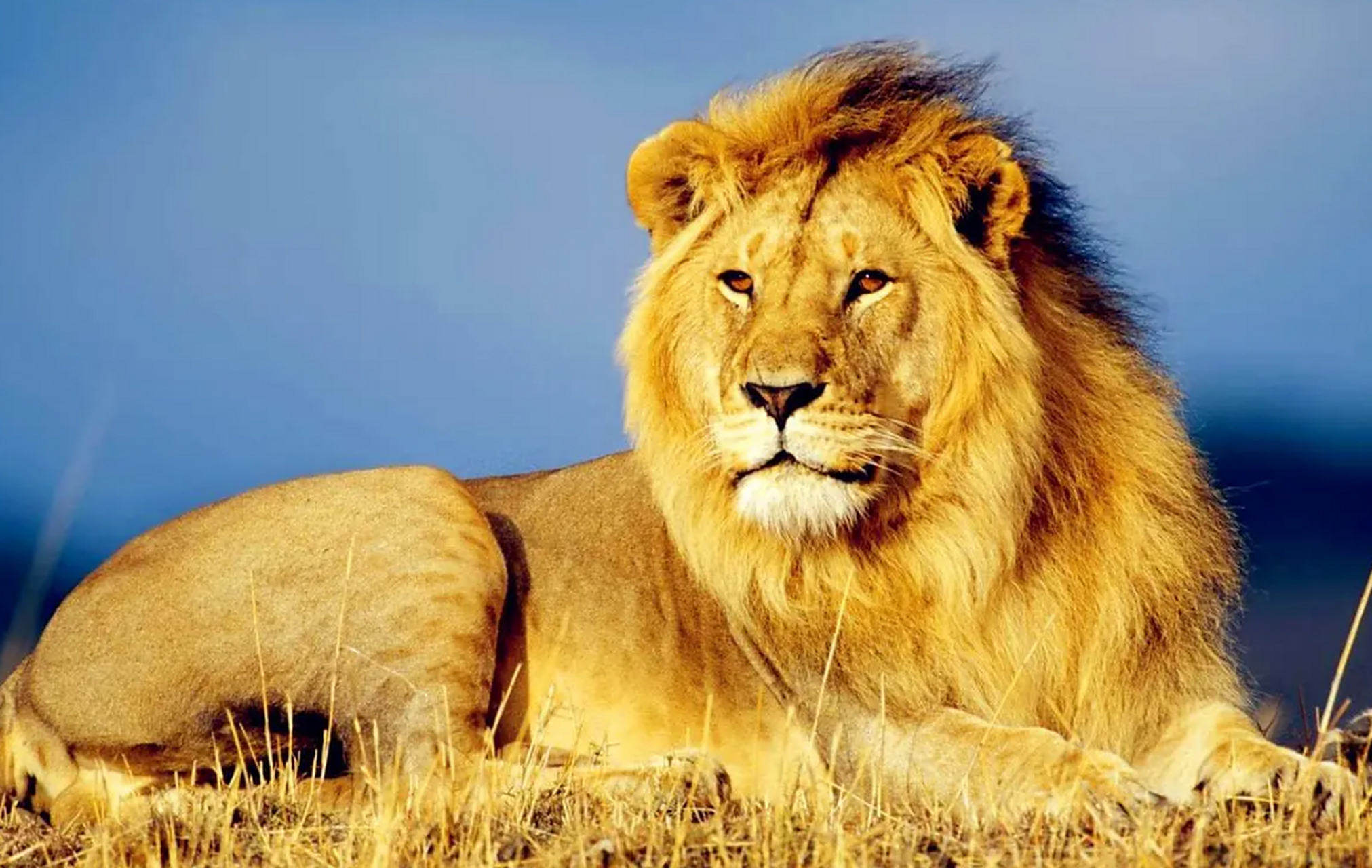 地球上最凶猛的动物 狮子(最强的非洲狮做代表)非洲狮的四肢非常的