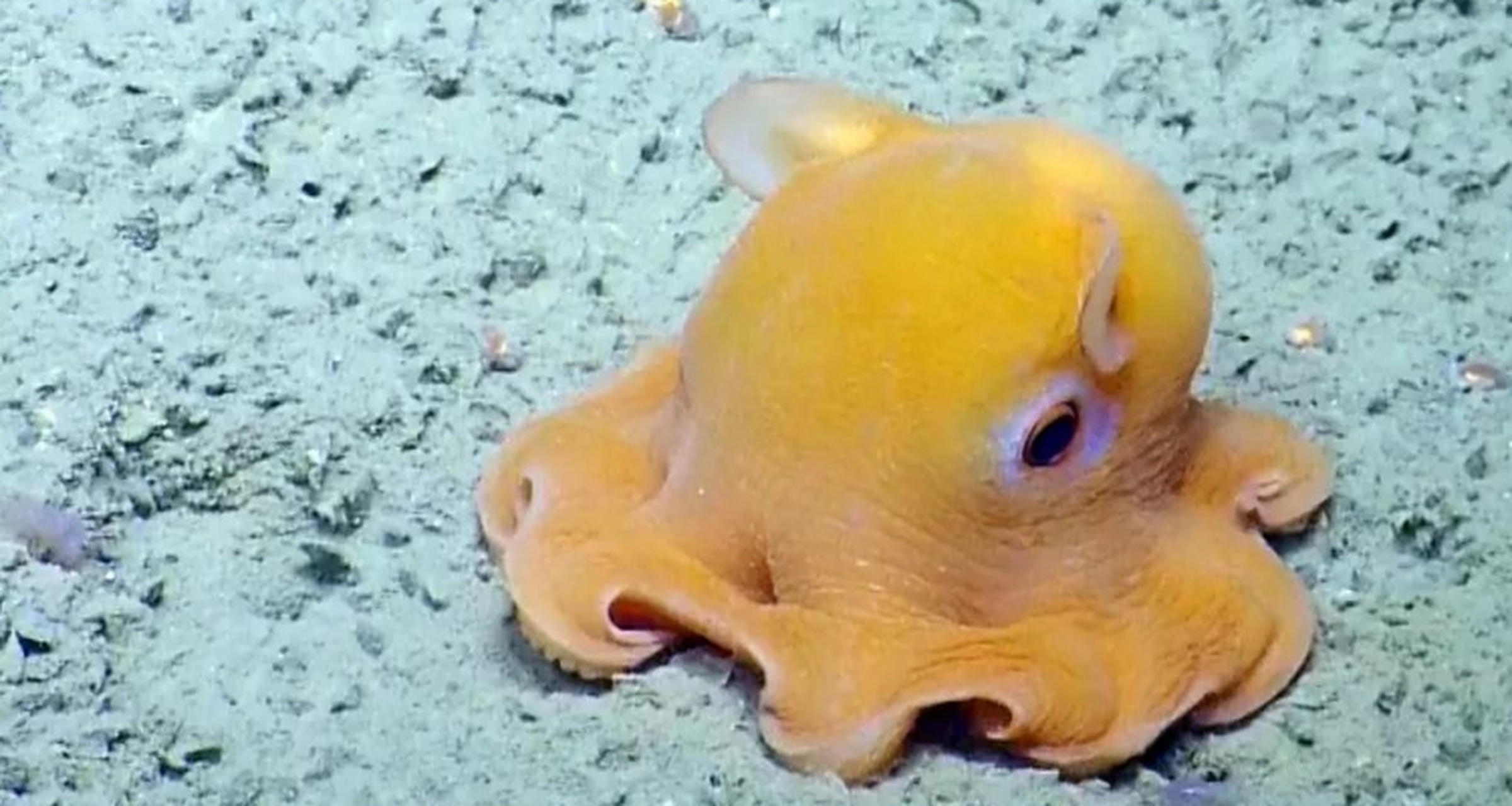 世界上最奇怪的动物 小飞象章鱼.