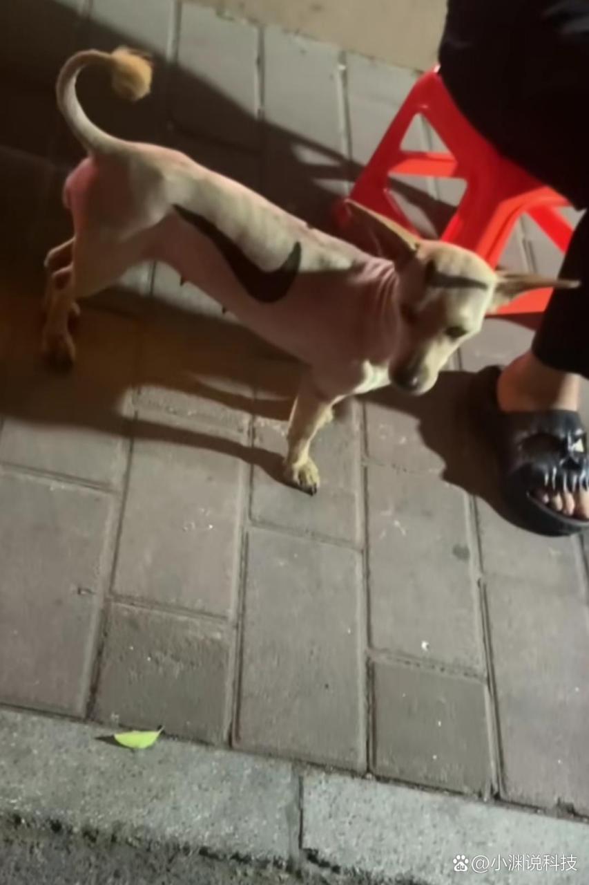 路过,看到这是一只耐克狗?[捂脸]
