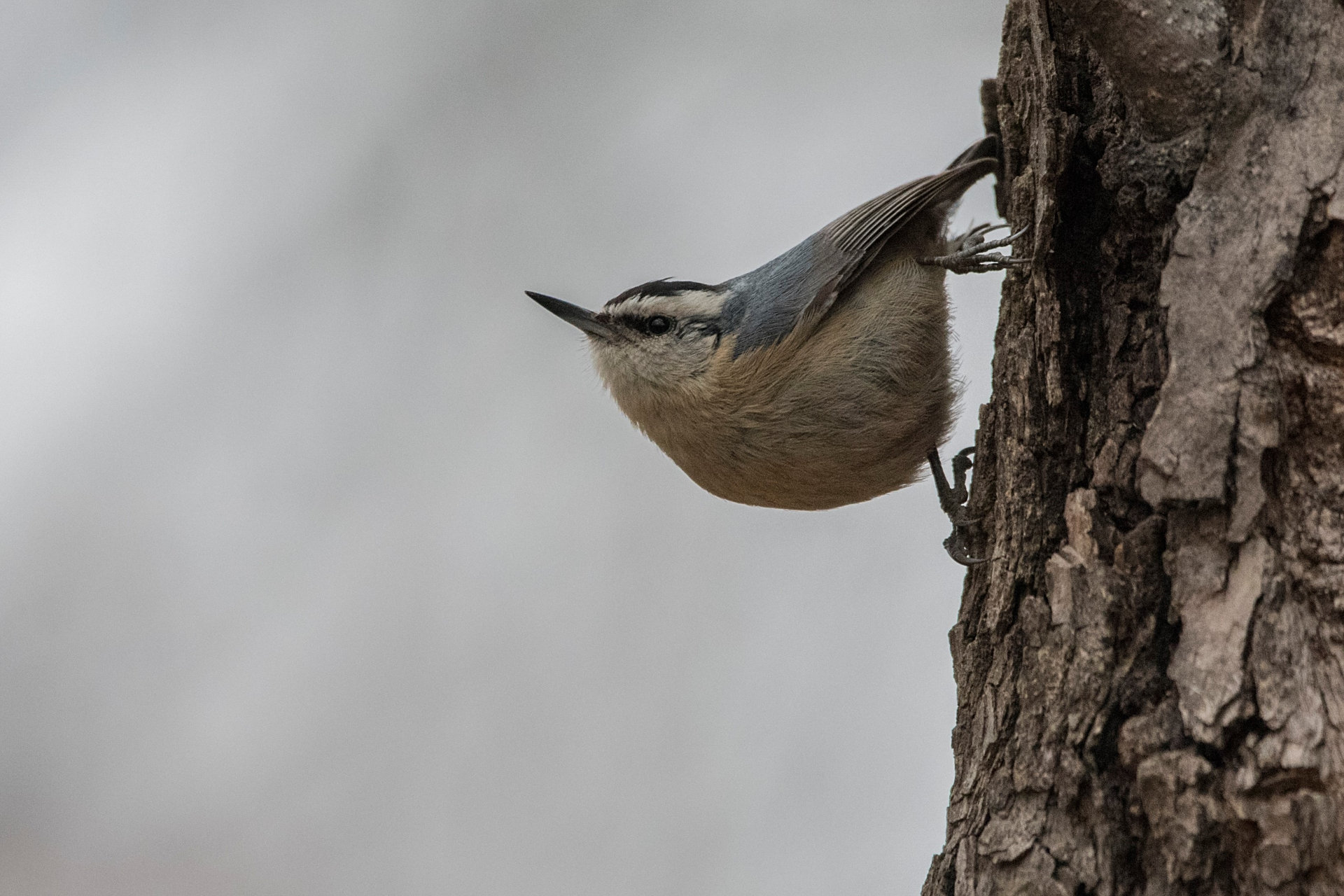 那些冬天才有的美景# #黑头# 黑头䴓是一种鸟类,其名字中的"䴓"读 ""