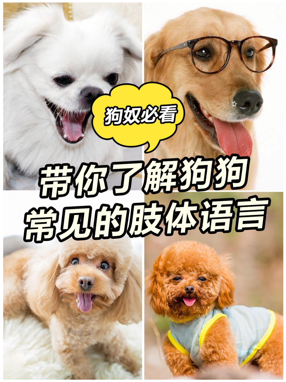 狗狗的肢体语言和表情都是非常丰富的,这是用来表达它们的喜怒哀乐