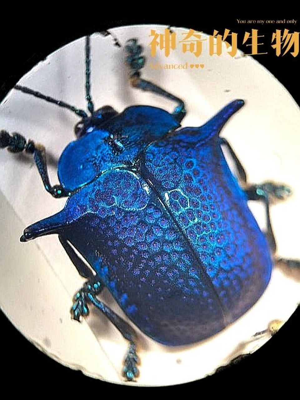分享一种非常有趣又漂亮的甲虫 中文名:侧角龟甲 拉丁名:omocerus