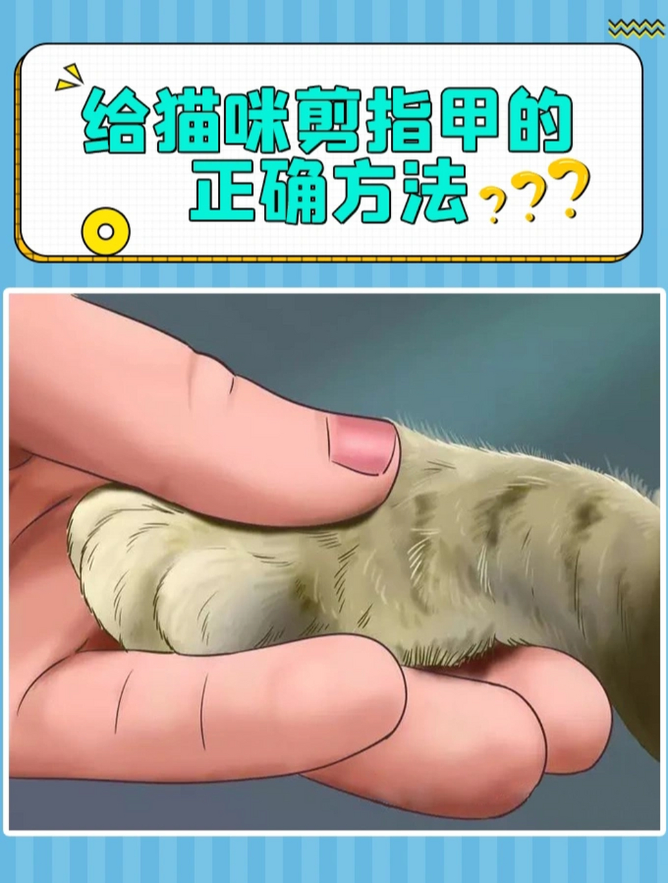 猫咪剪指甲怎么剪图解图片