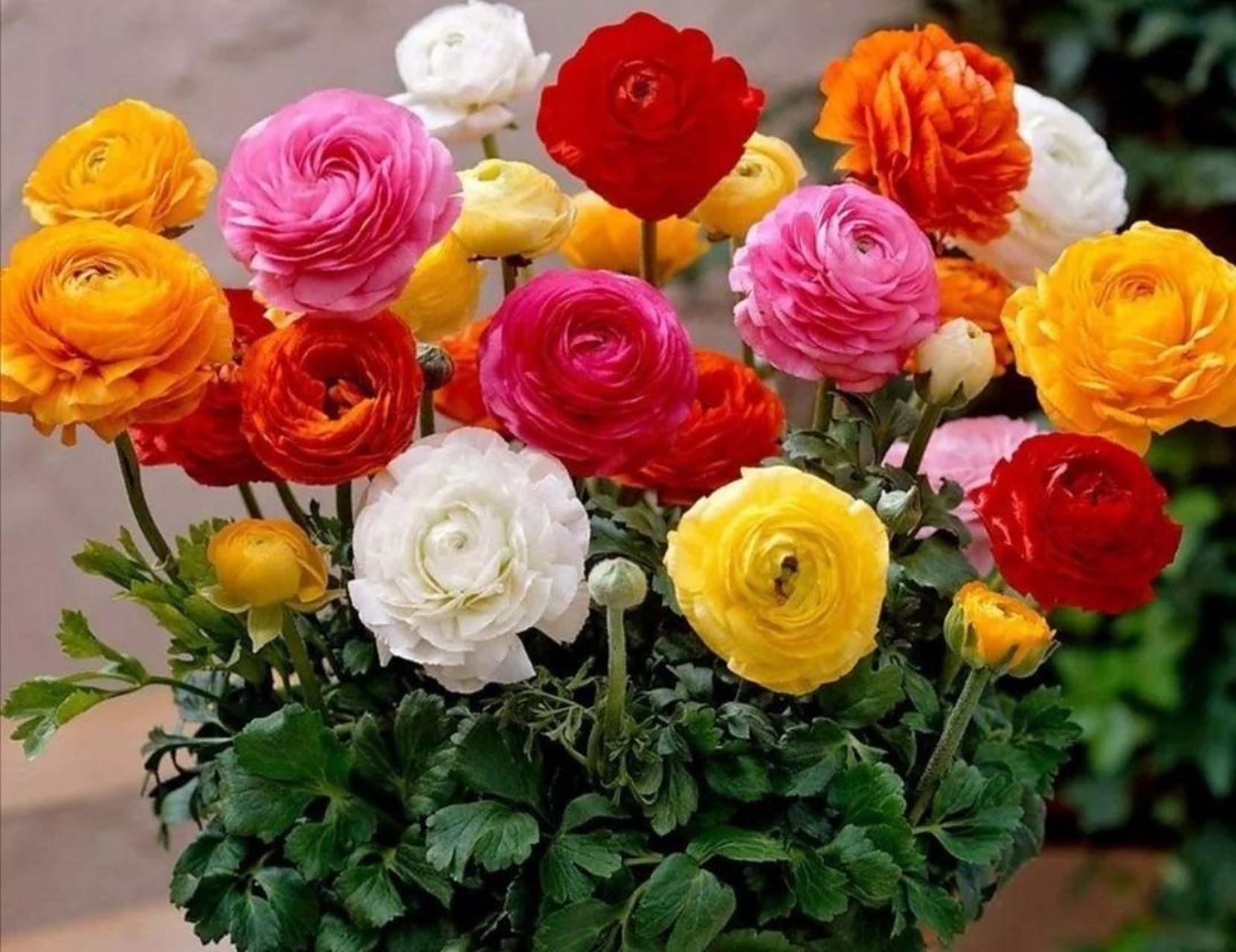 花毛莨又称芹菜花,为多年生宿根草本植物,喜凉爽且通风的环境,怕强光