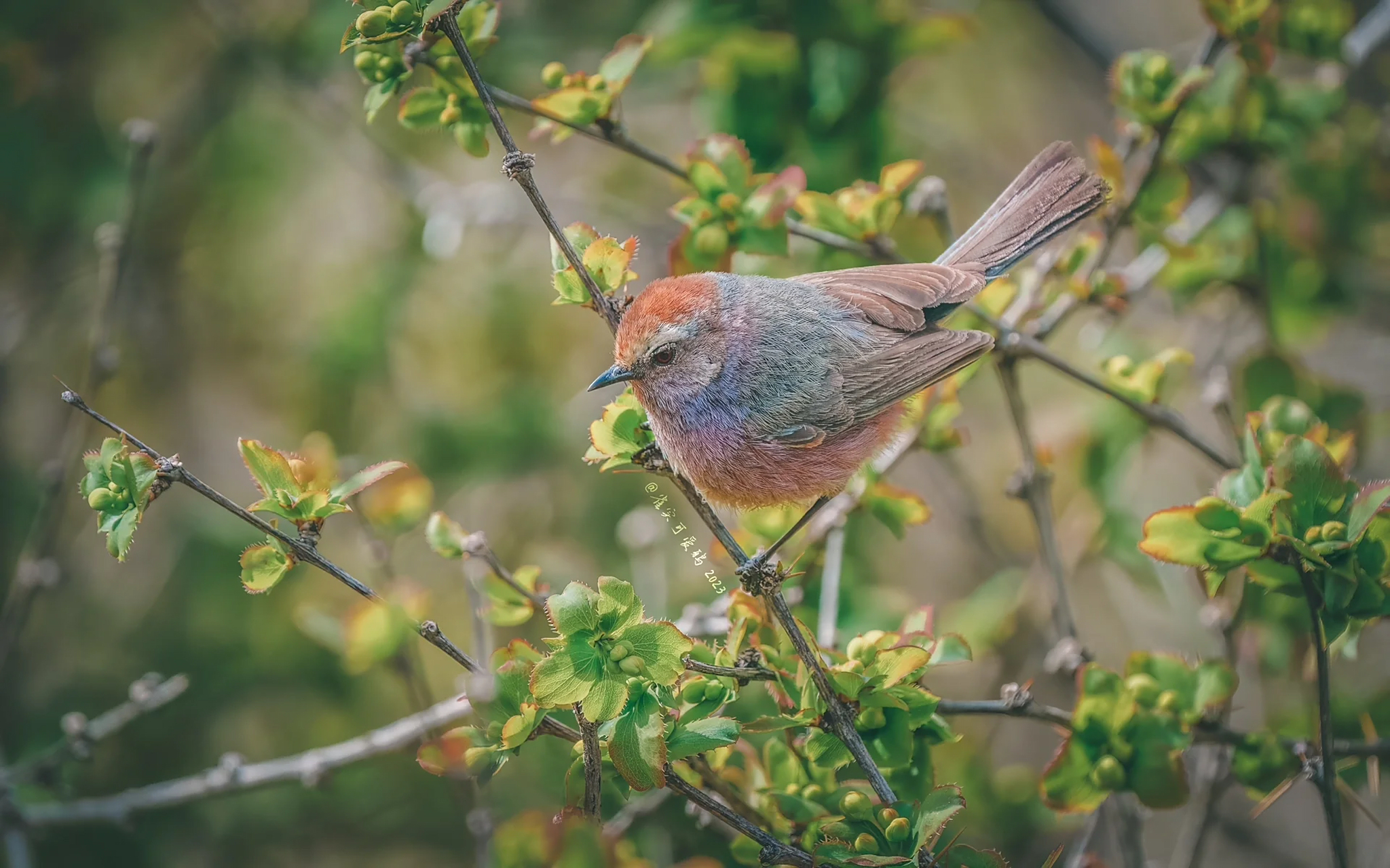 花彩的四季…还缺个冬  「花彩雀莺」是长尾山雀科雀莺属鸟类,由于它