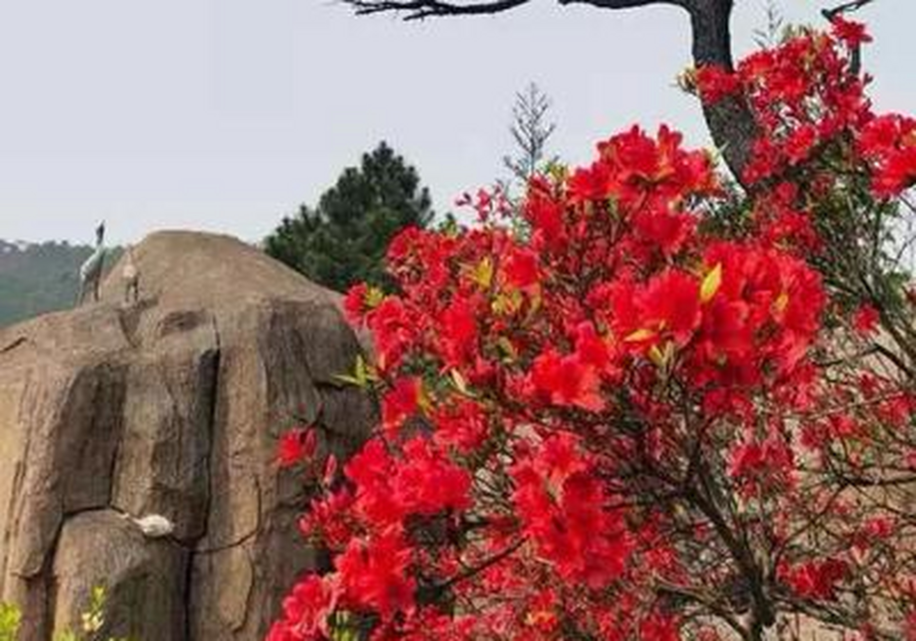 美麗福州30 閩侯最佳賞花地馬嵐山,漫山杜鵑已紅透半邊天啦!