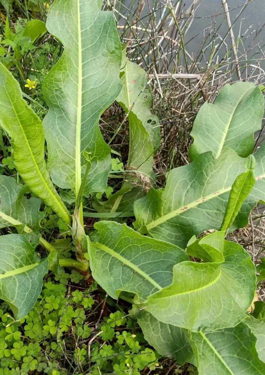 在重庆的网友说可以吃,还是一道中药,有叫牛耳朵黄叶的,有叫野菠菜的