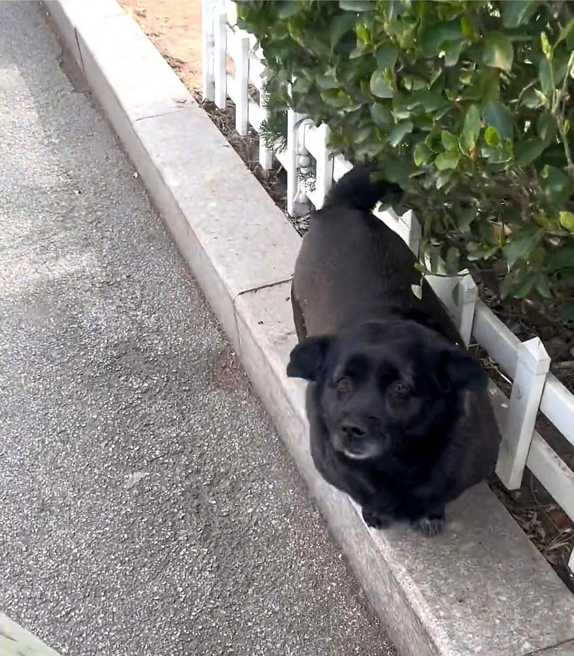 这只小黑狗非常肥胖.