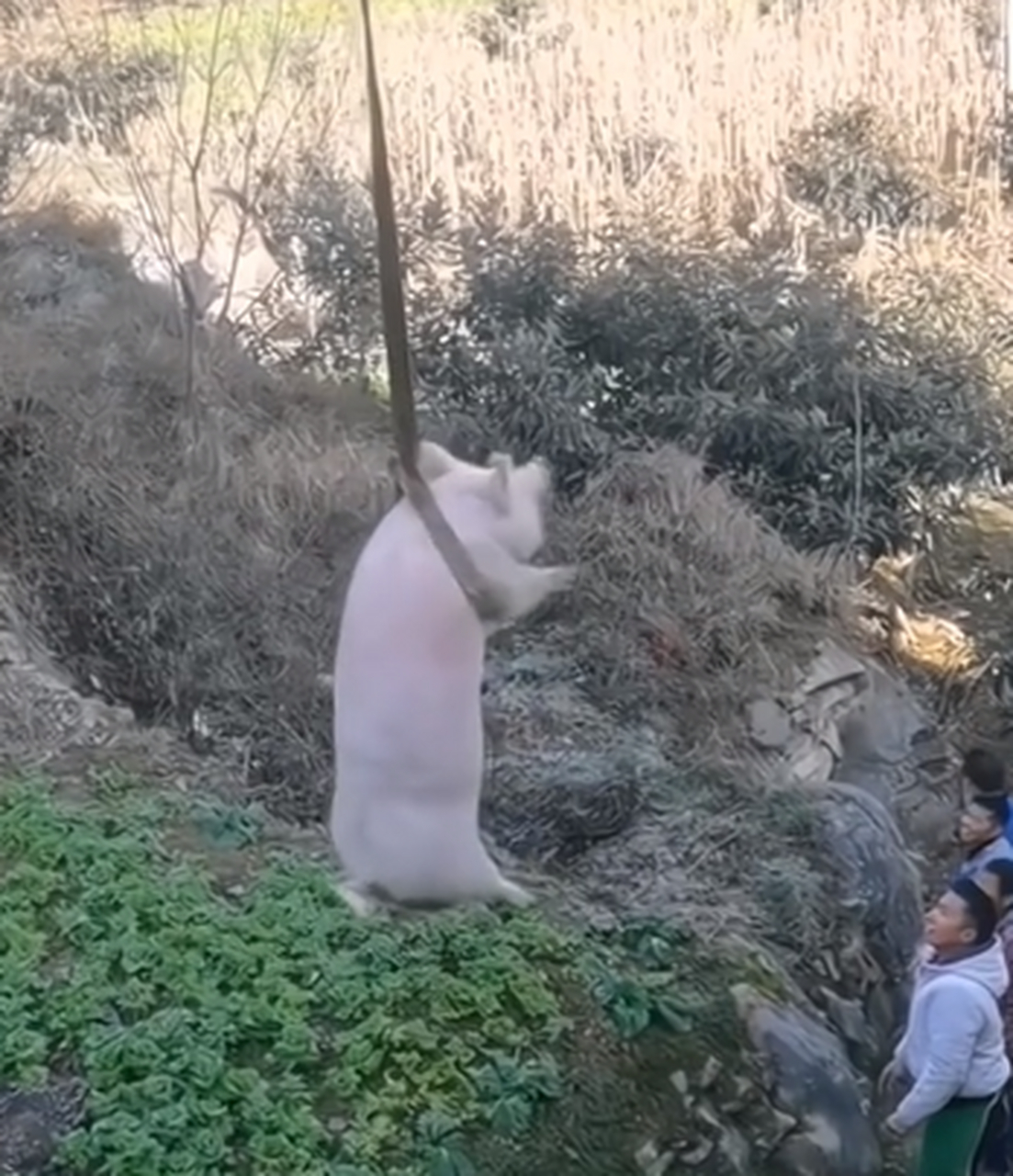 二大爷家的猪,偷了王寡妇家的锅,结果被吊车吊起来了