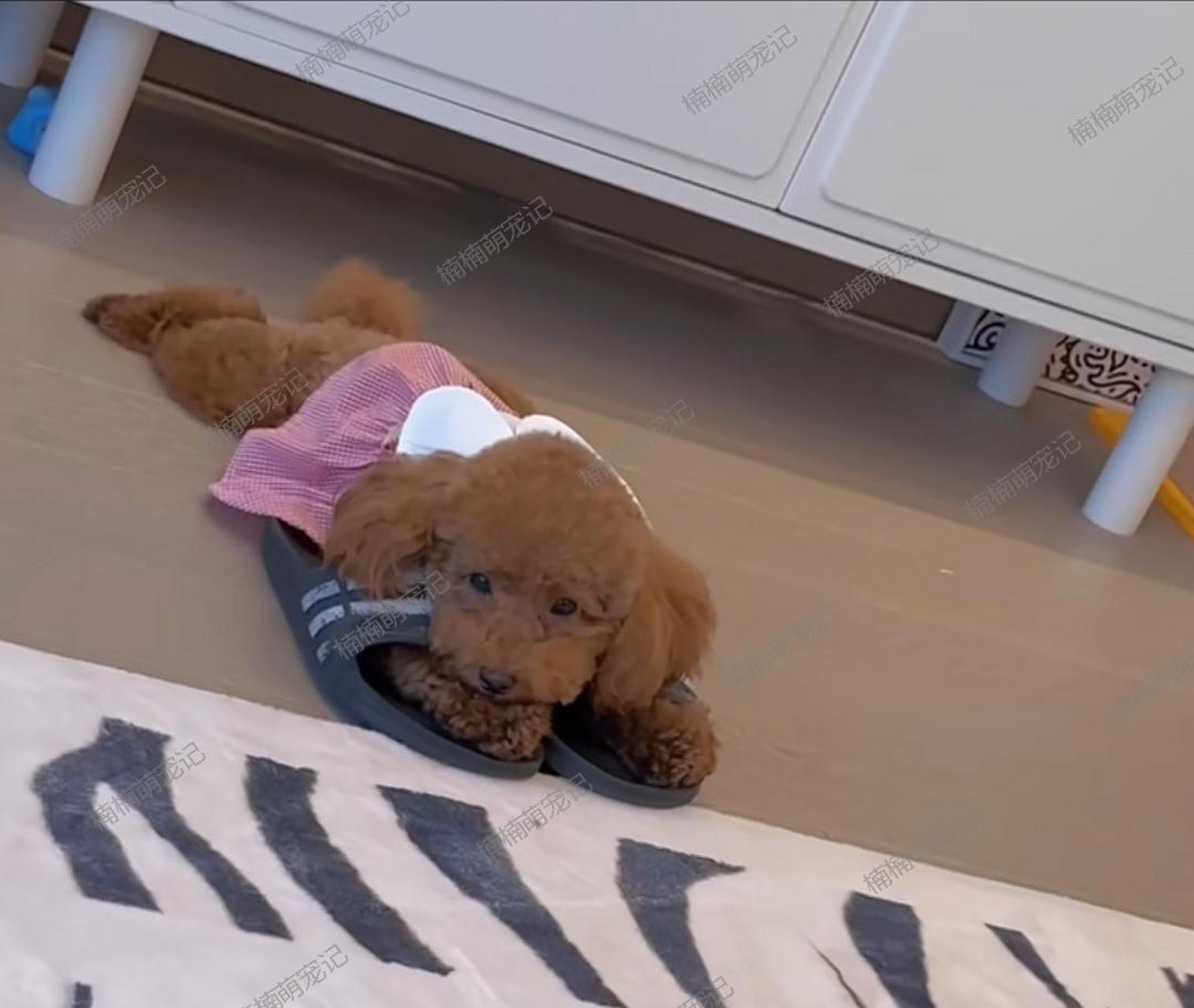 哇塞,我第一次发现泰迪这么可爱!