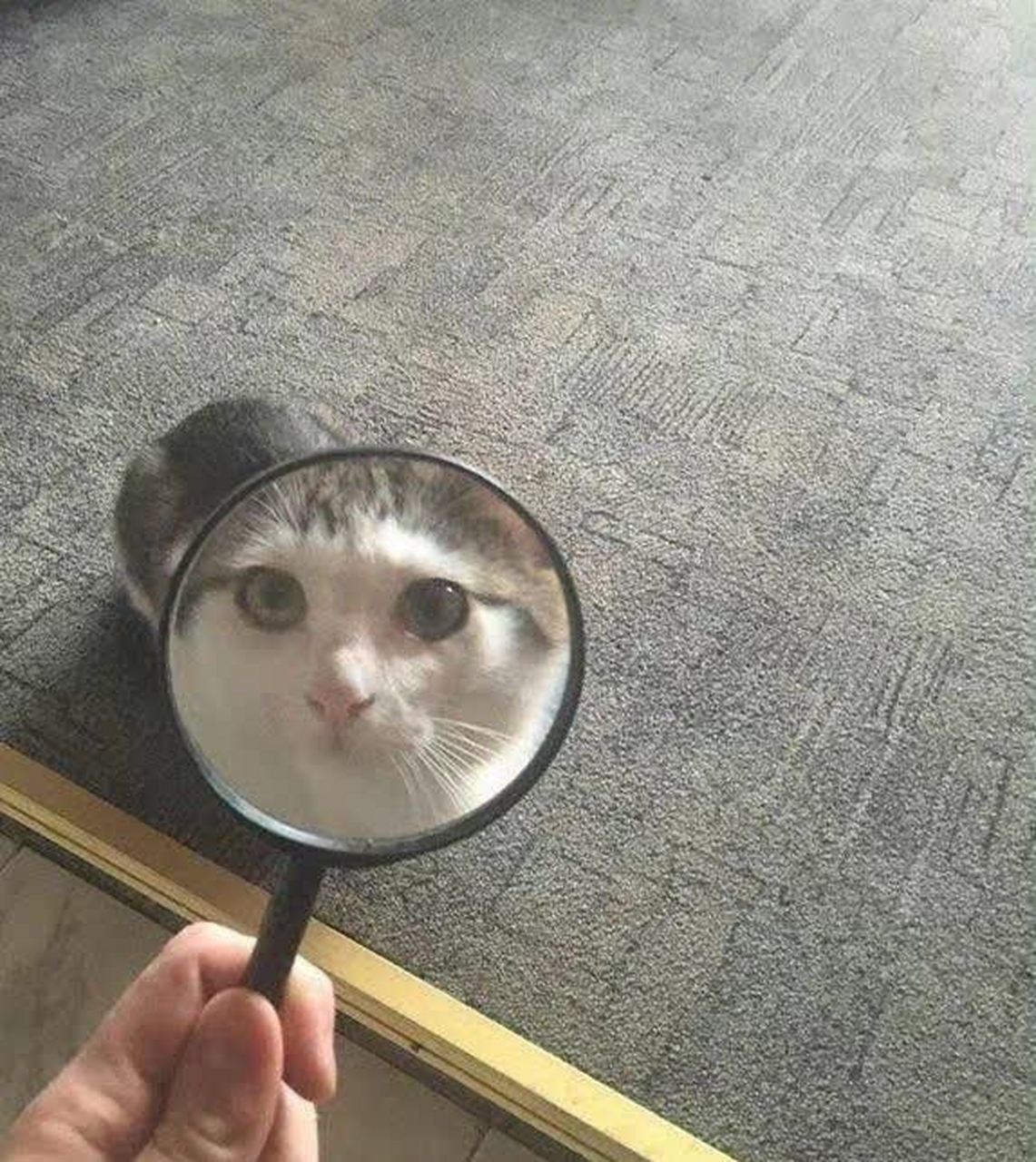 主人拿着放大镜给猫拍照,下一秒脸就变得超凶