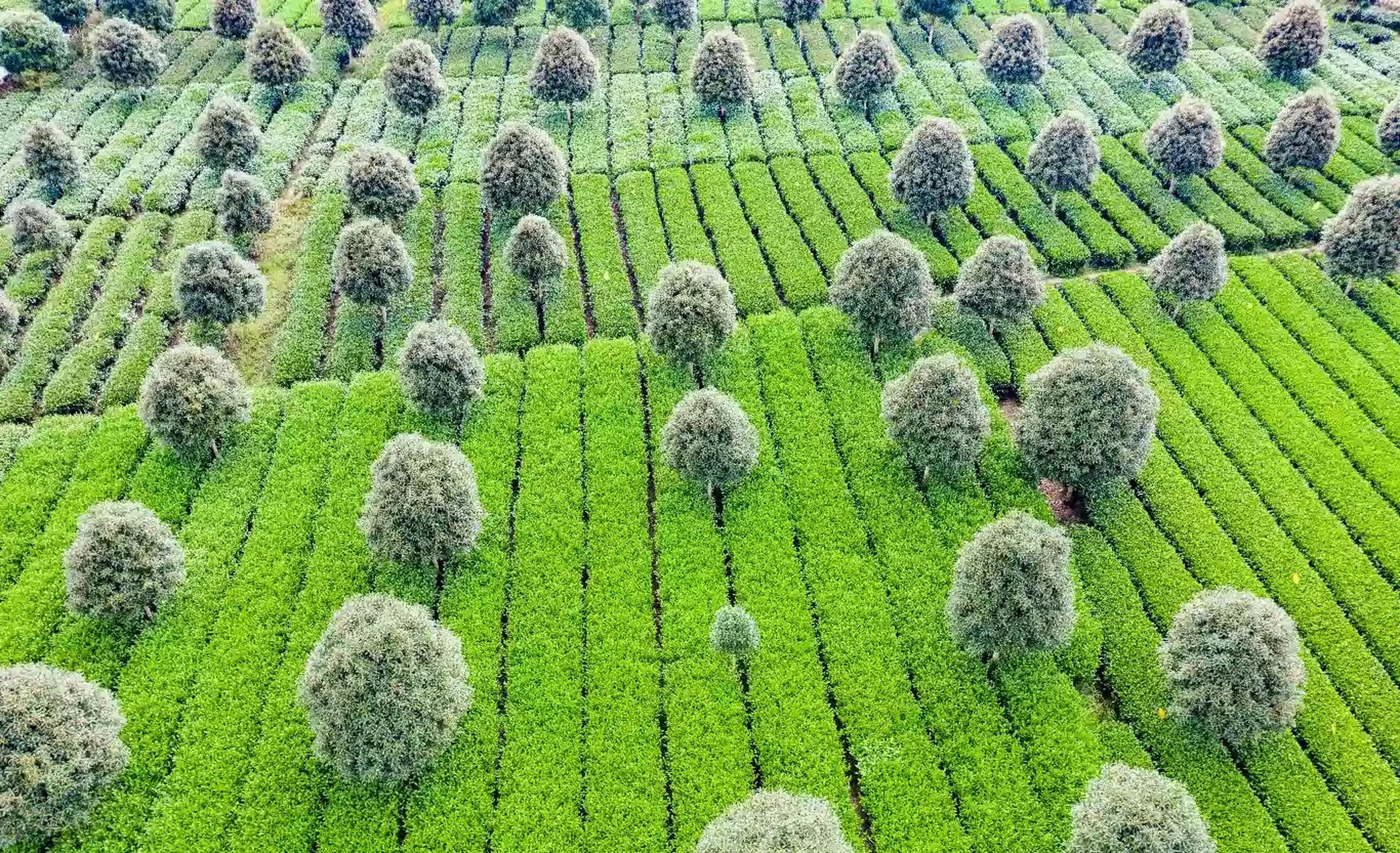 湄潭全景图片