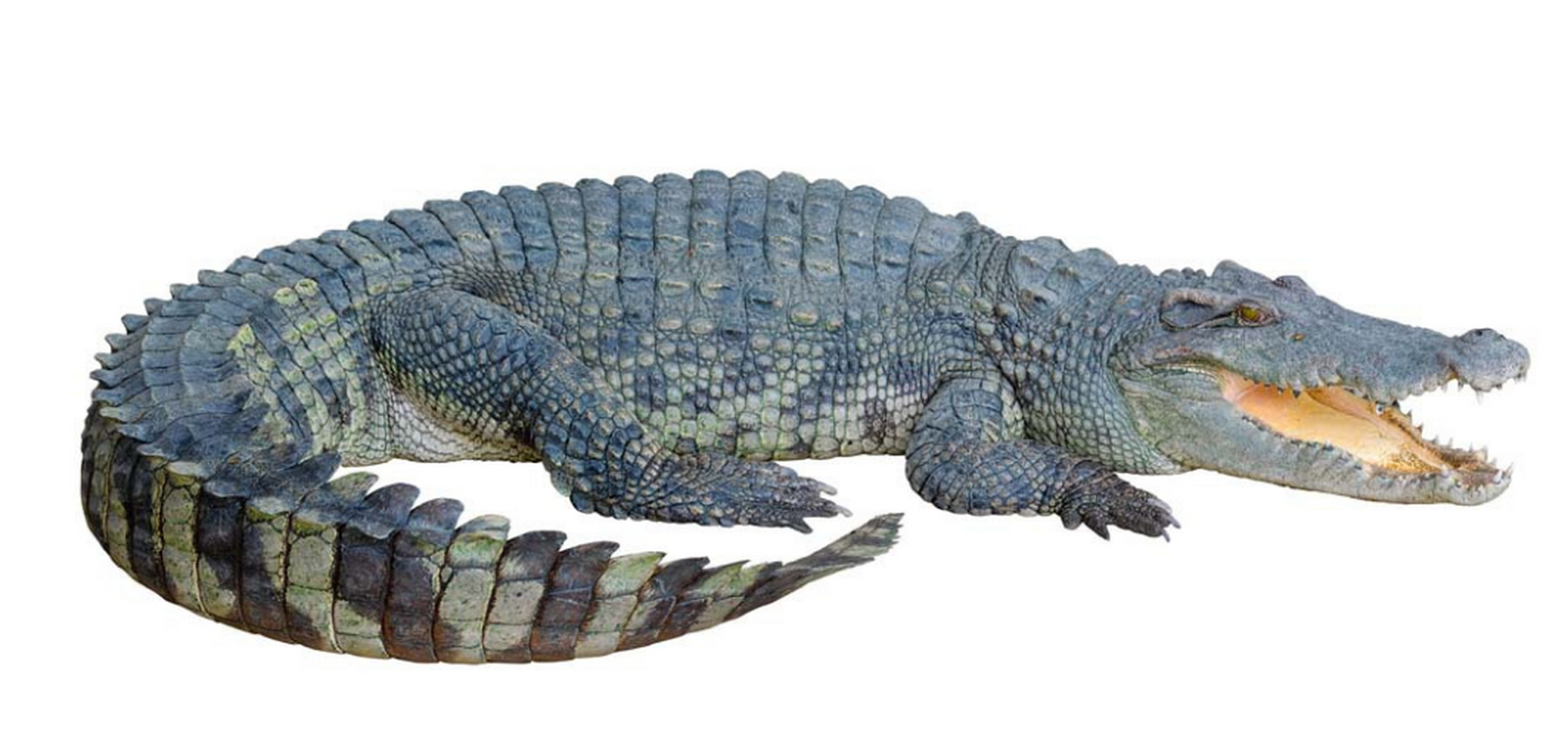 地球上最凶猛的动物 鳄鱼(代表是湾鳄)湾鳄也叫澳大利亚咸水鳄,是现存