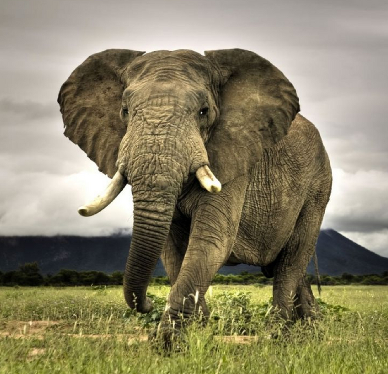 地球上最凶猛的动物 大象(非洲象做代表)非洲象体躯庞大而笨重,是陆地