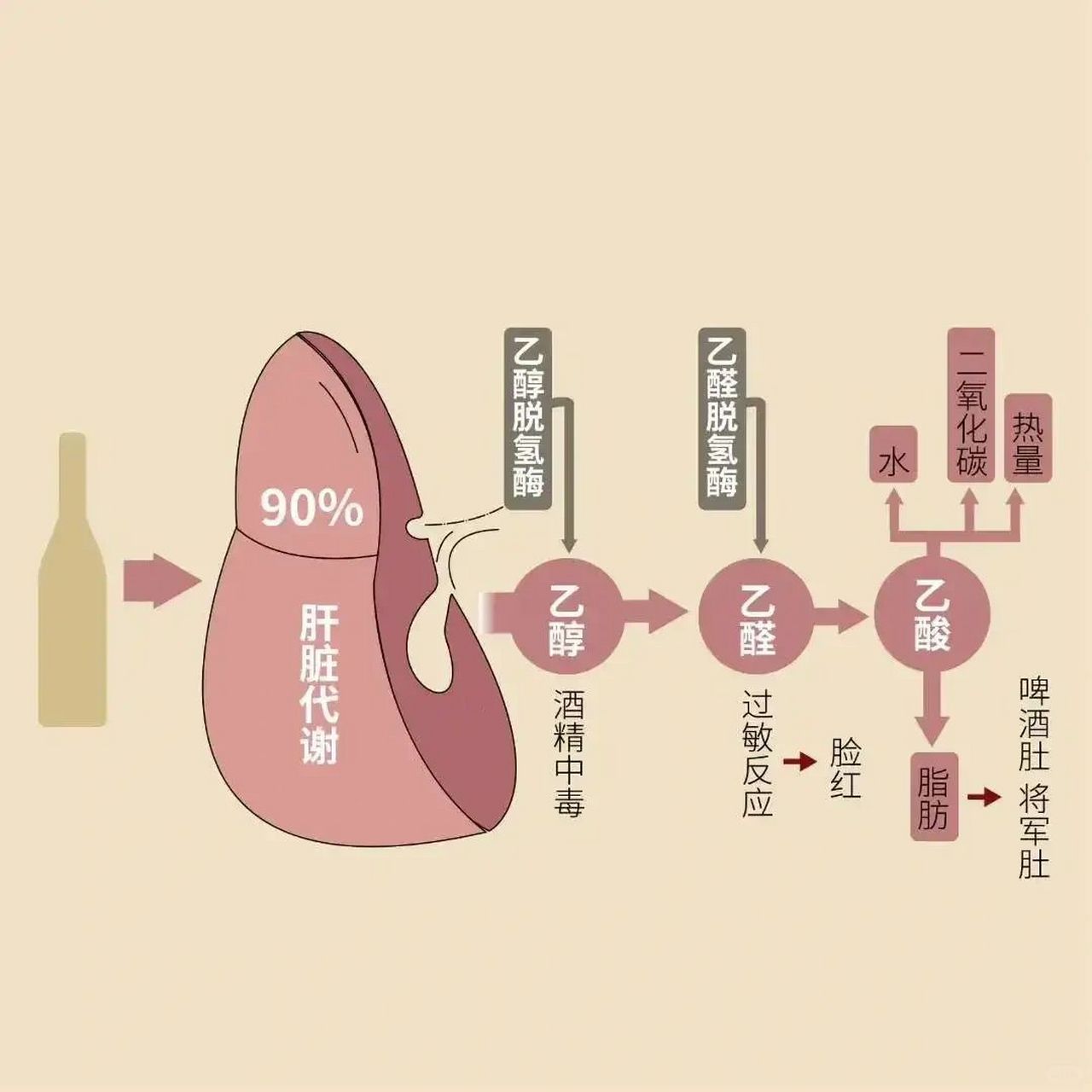 一图读懂酒精的肝脏分解过程  喝酒这个看似平常的事情,其实对肝脏的
