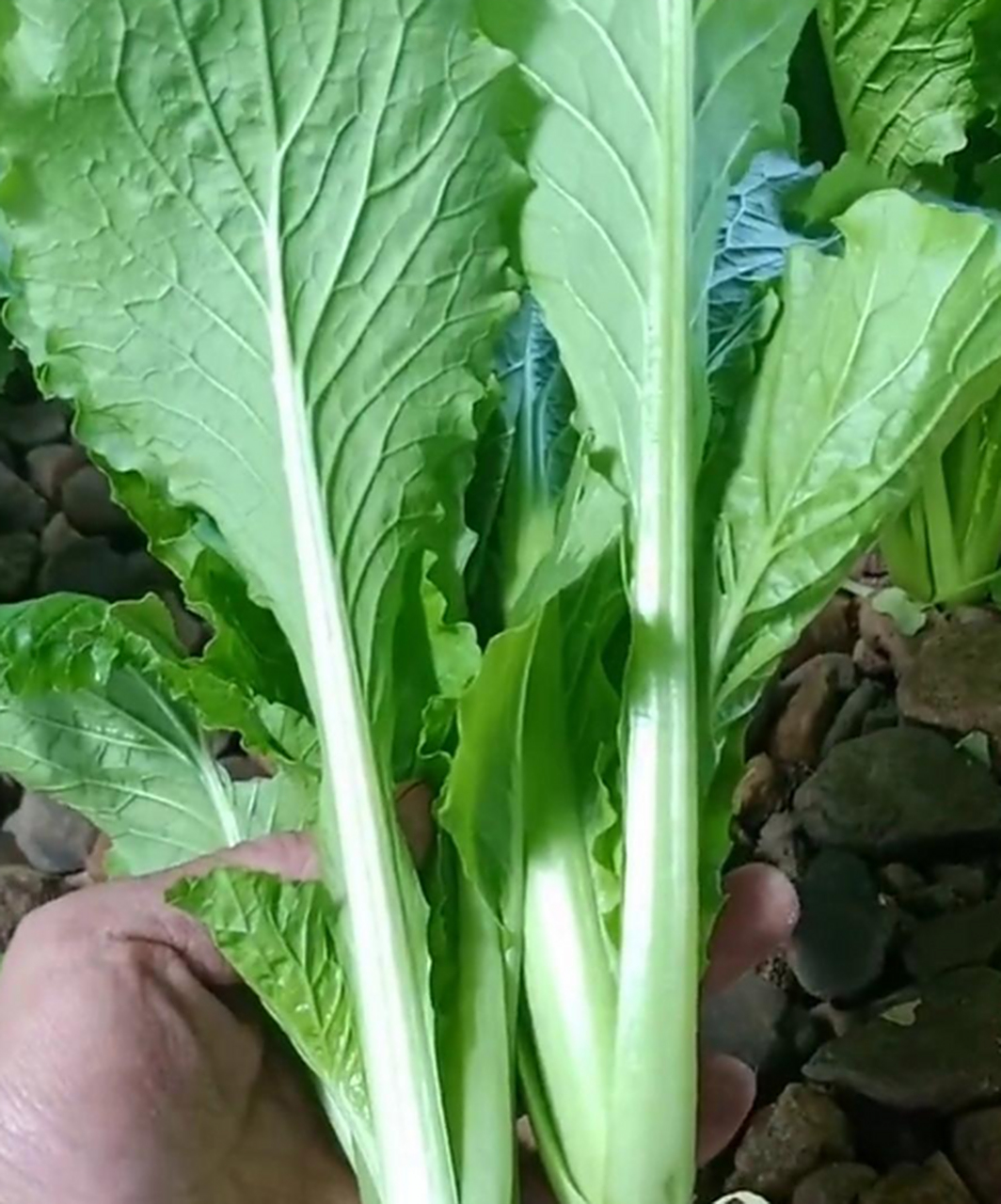 这里种出来的小白菜真干净,一点土都没有!
