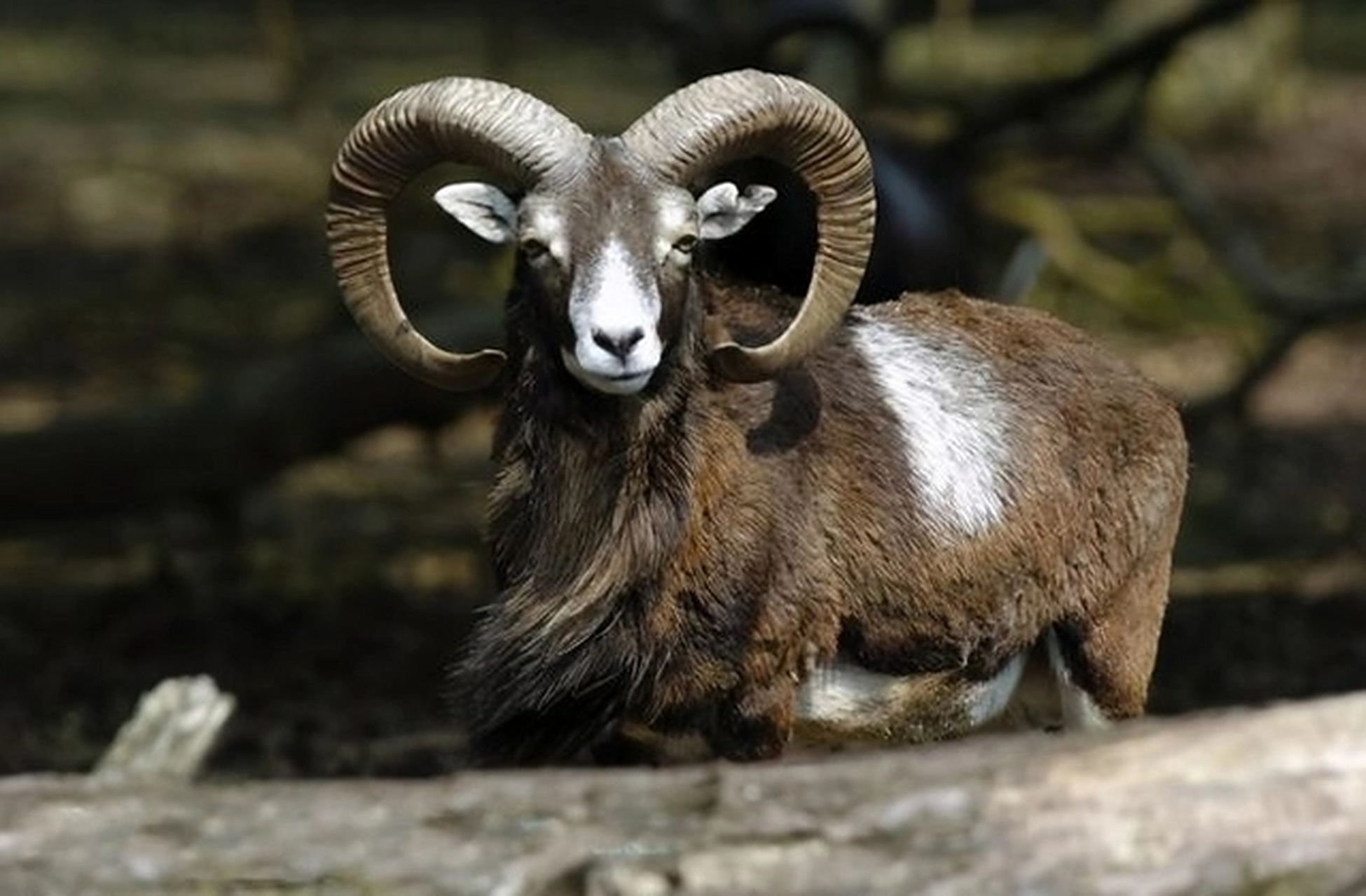 梅花鹿,羊,牛等动物的长角,可以用来攻击其他动物从而保护自己.