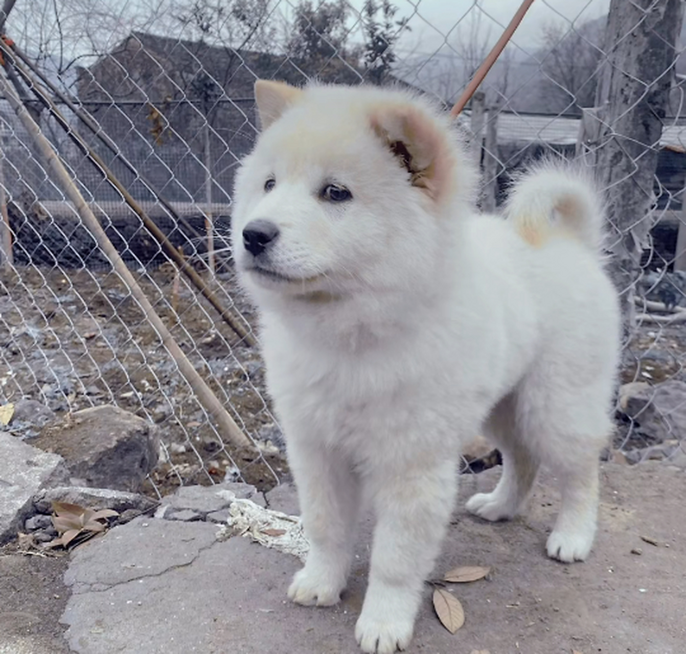 广西正宗白土松,颜值一点也不比萨摩耶差,真的超级漂亮