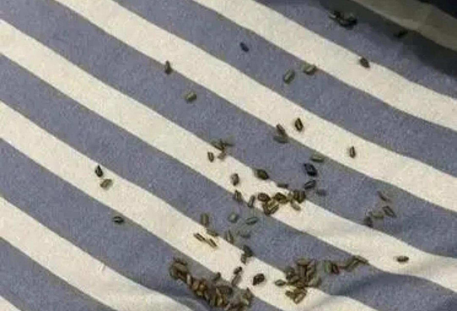 枕头里面的虫子的图片图片