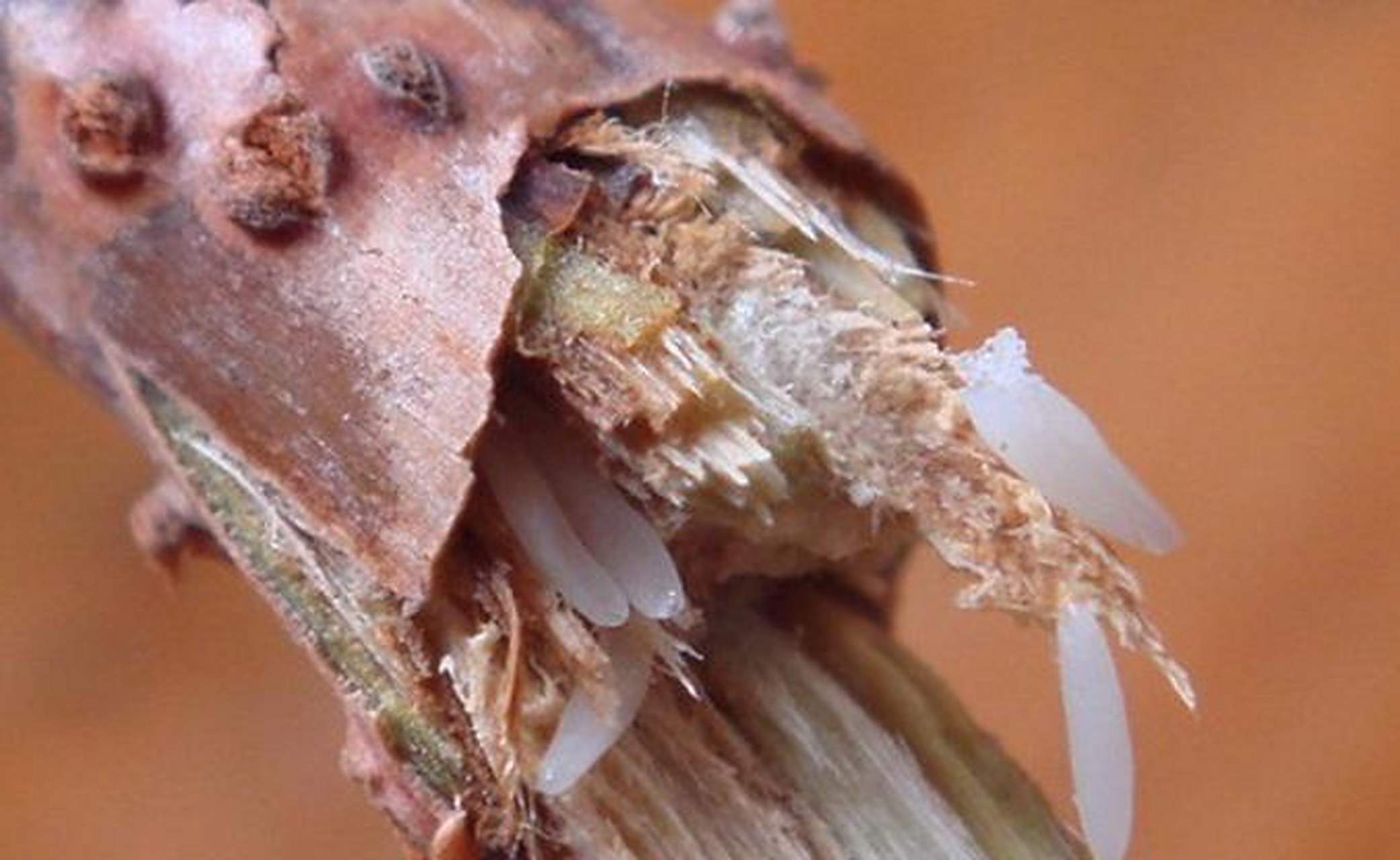 蝉在树上产卵却从地下出来,原因何在?刨出的土都去哪儿了?