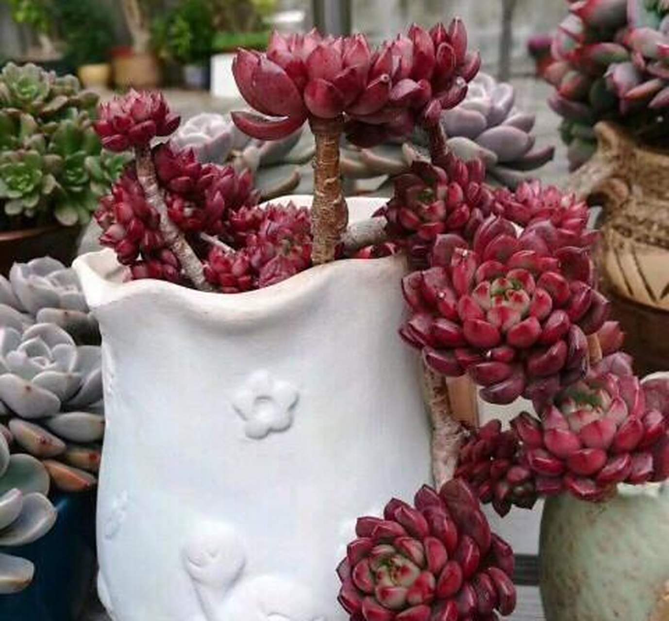 红宝石多肉算是比较皮实的一种,很容易群生,但是仅仅靠晒太阳还是不