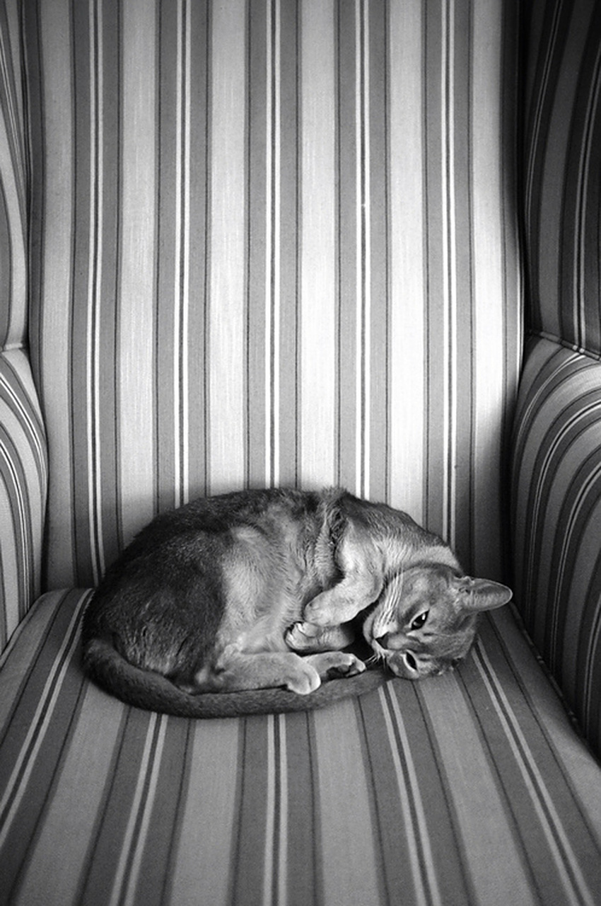 搞笑动物图片系列:不想动,不要逼我.#搞笑# #动态贡献者奖励计划