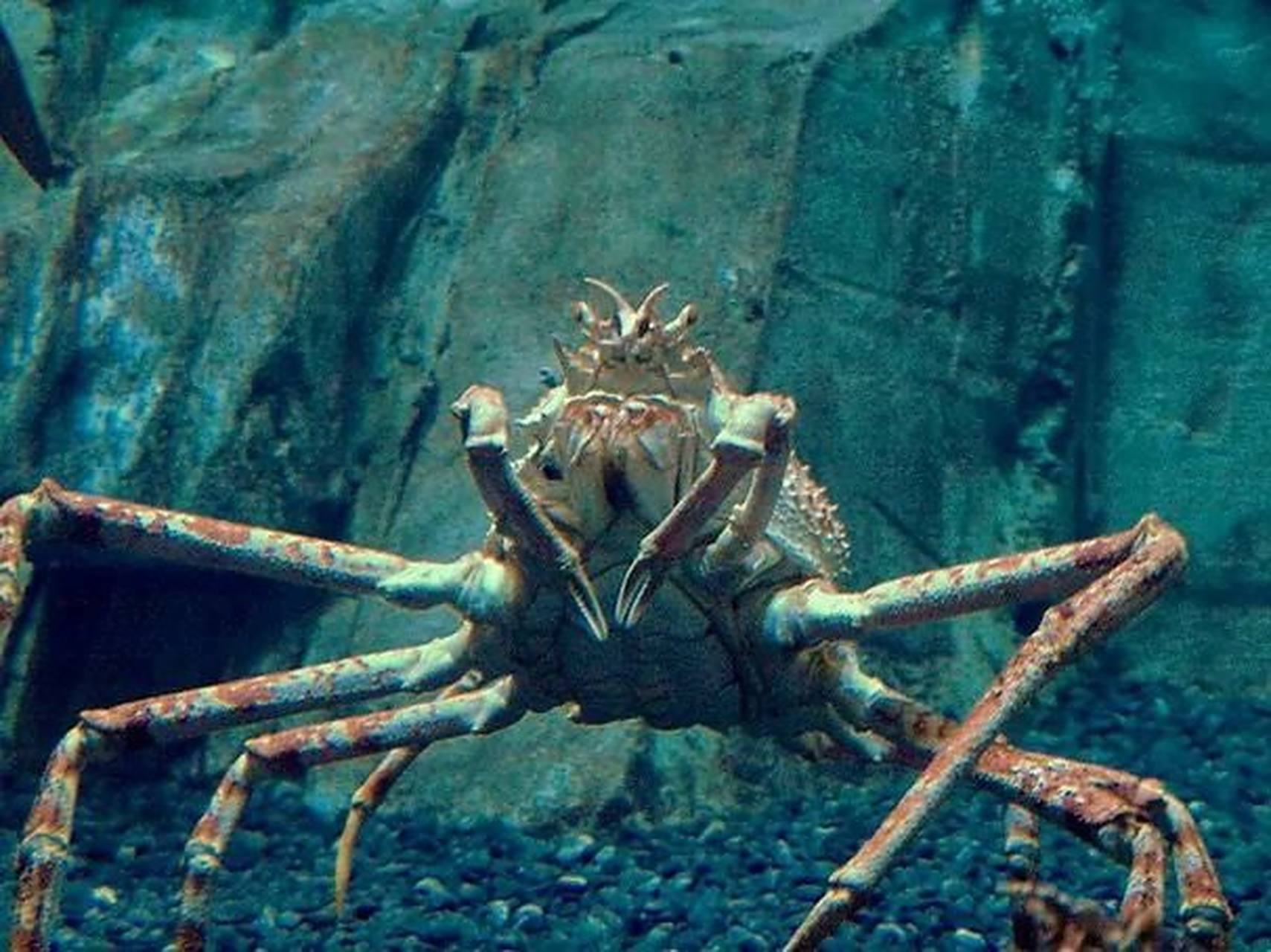 巨螯蟹,学名:macrocheira kaempferi  91 现存最大的甲壳动物,也是