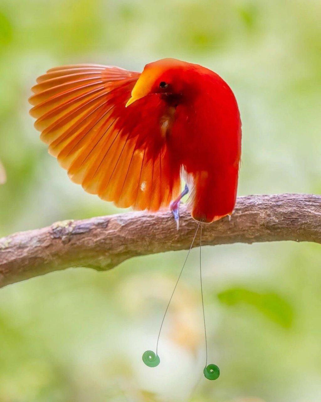 一朝相恋,终生相伴  中文名:王极乐鸟 英文名:king birds-of-paradise