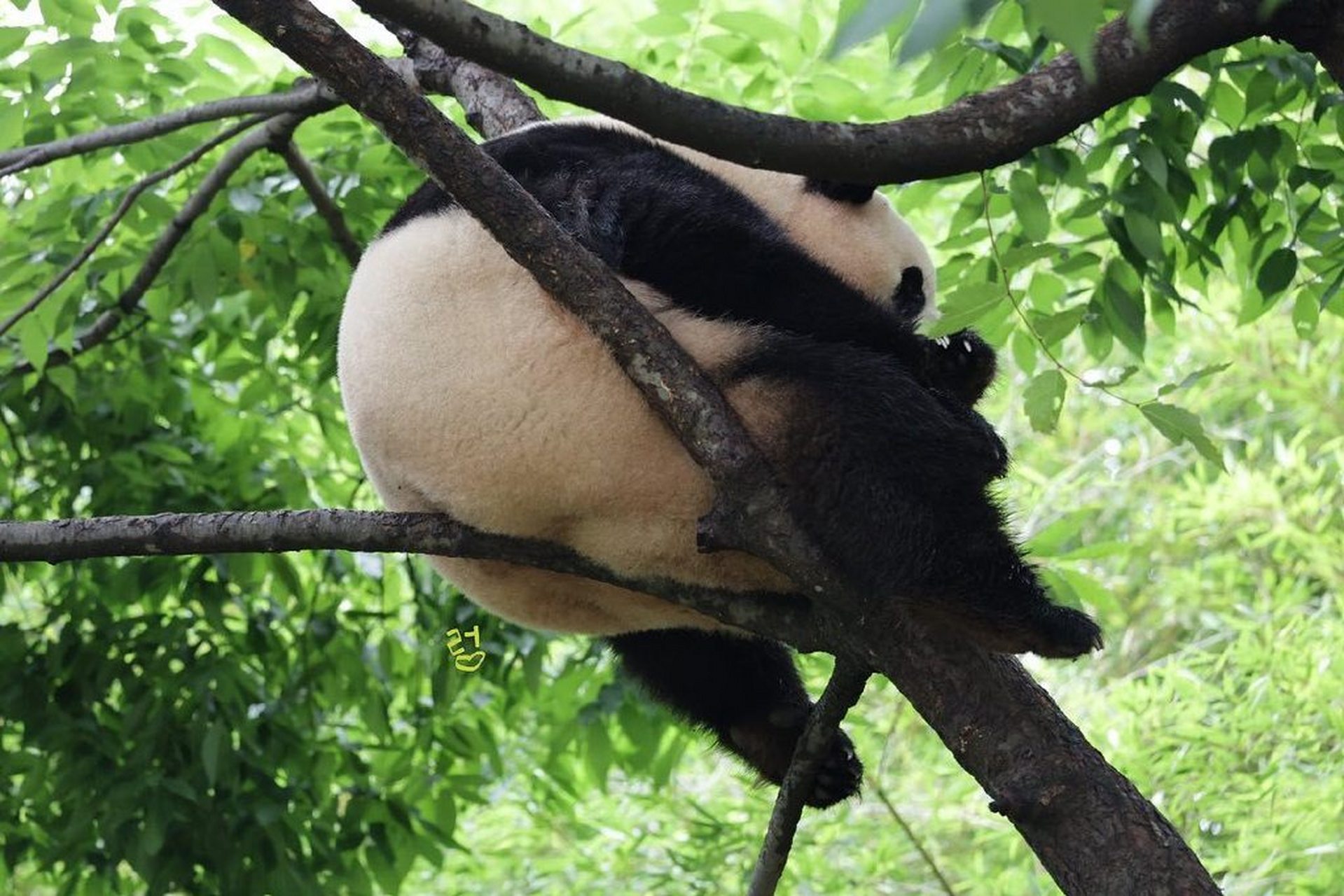 挂树上的墩邦妮  20230724 cr.rungbao 67  #大熊猫福宝#  #大熊猫