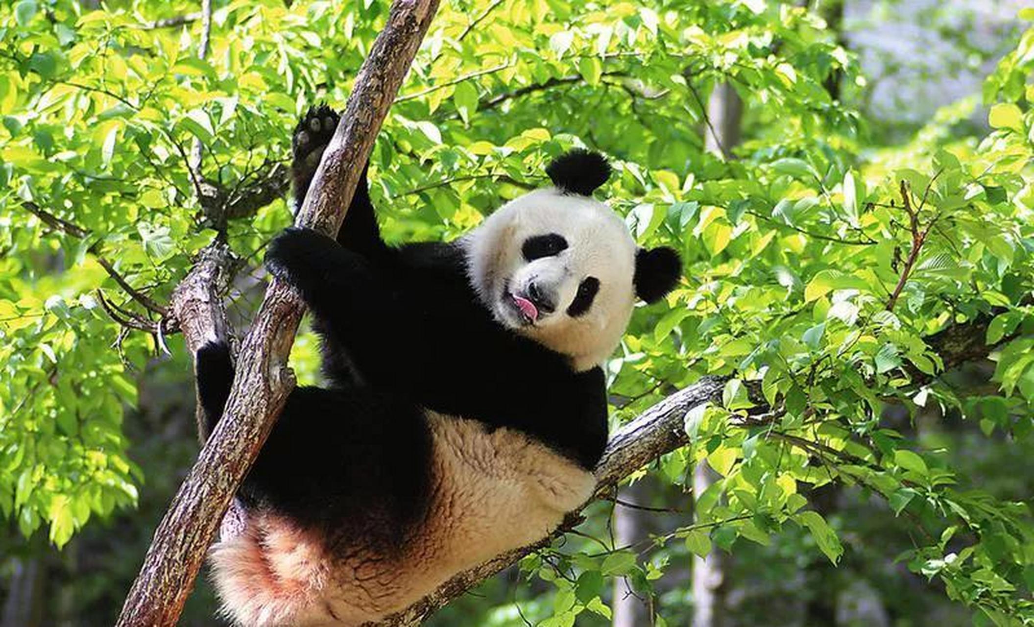 为啥秦岭熊猫很少出镜?从不外租?