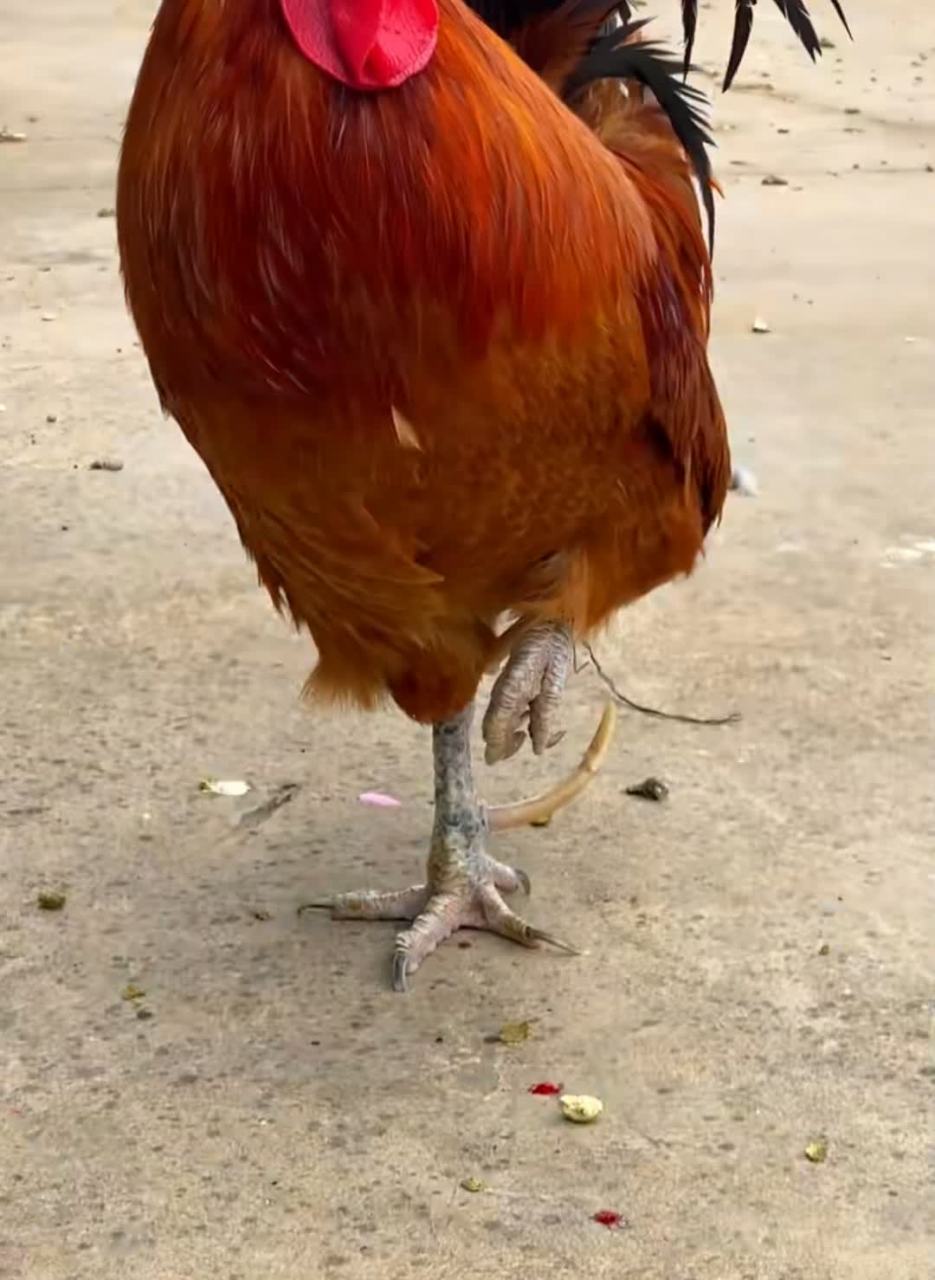 整只脚的大公鸡,充满了不容易!