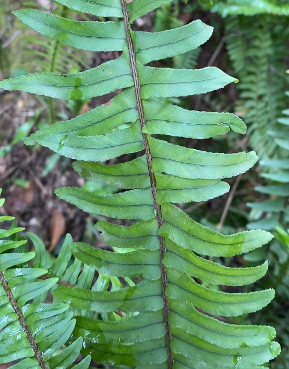 这就是会"下蛋"的植物肾蕨啦!民间也叫它凤凰蛋