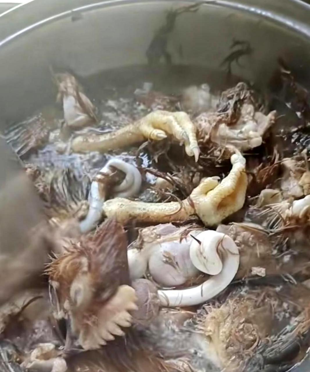 这东西是用来饮用的吗?看起来很恶心,更不用说尝试了