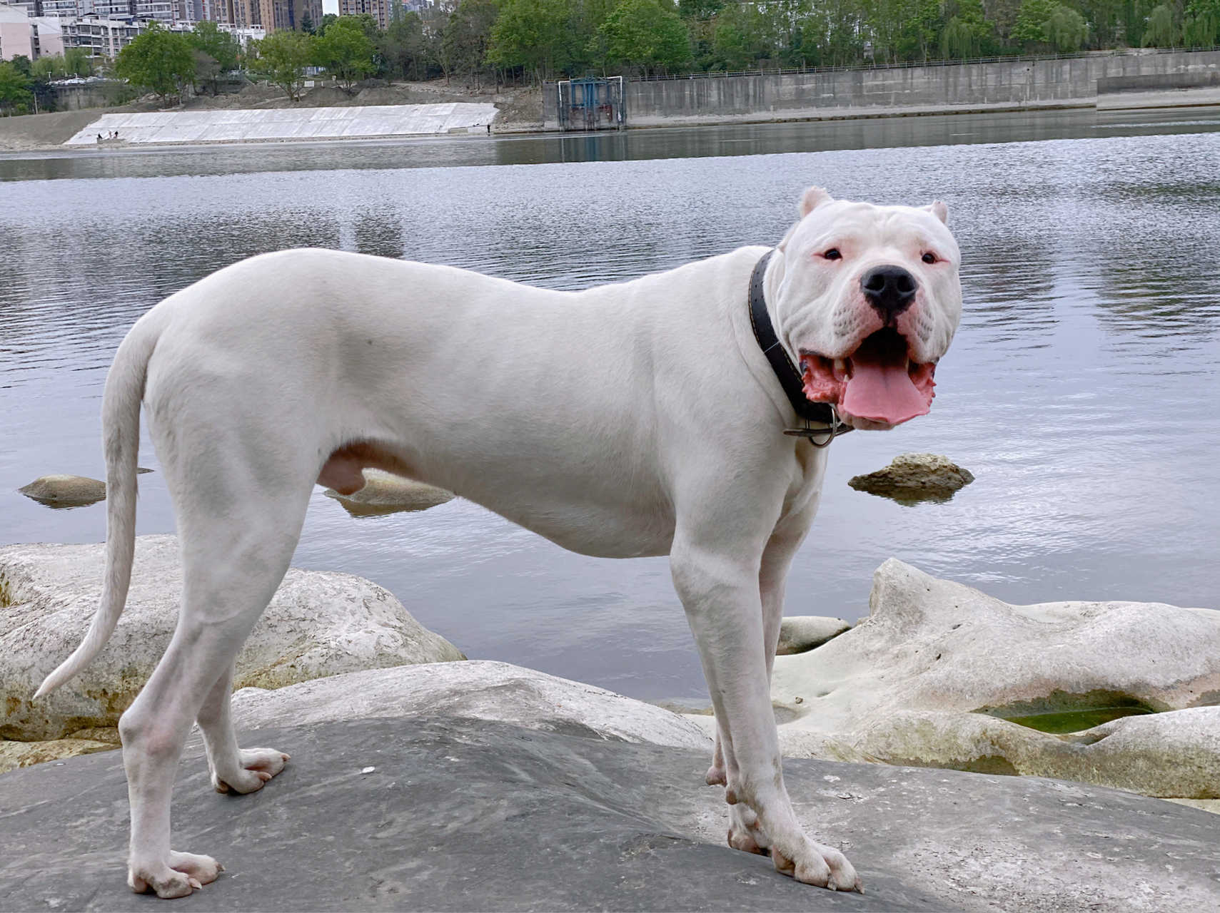 阿根廷杜高犬 反差超萌的大型犬 看百度说杜高犬不适合家养,因为属于