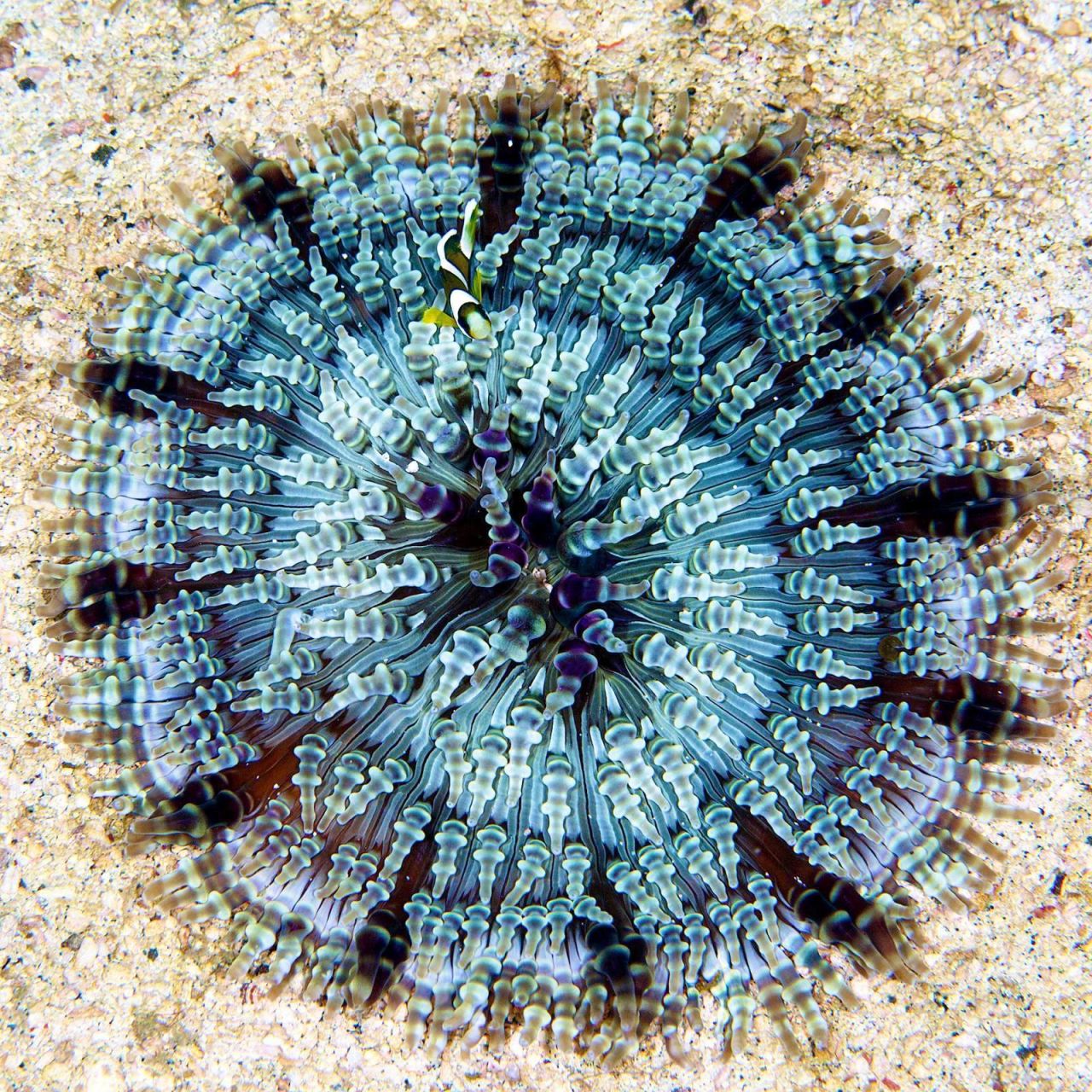 地毯海葵|波西米亚风地毯  09 学名:heteractis aurora  09 别名