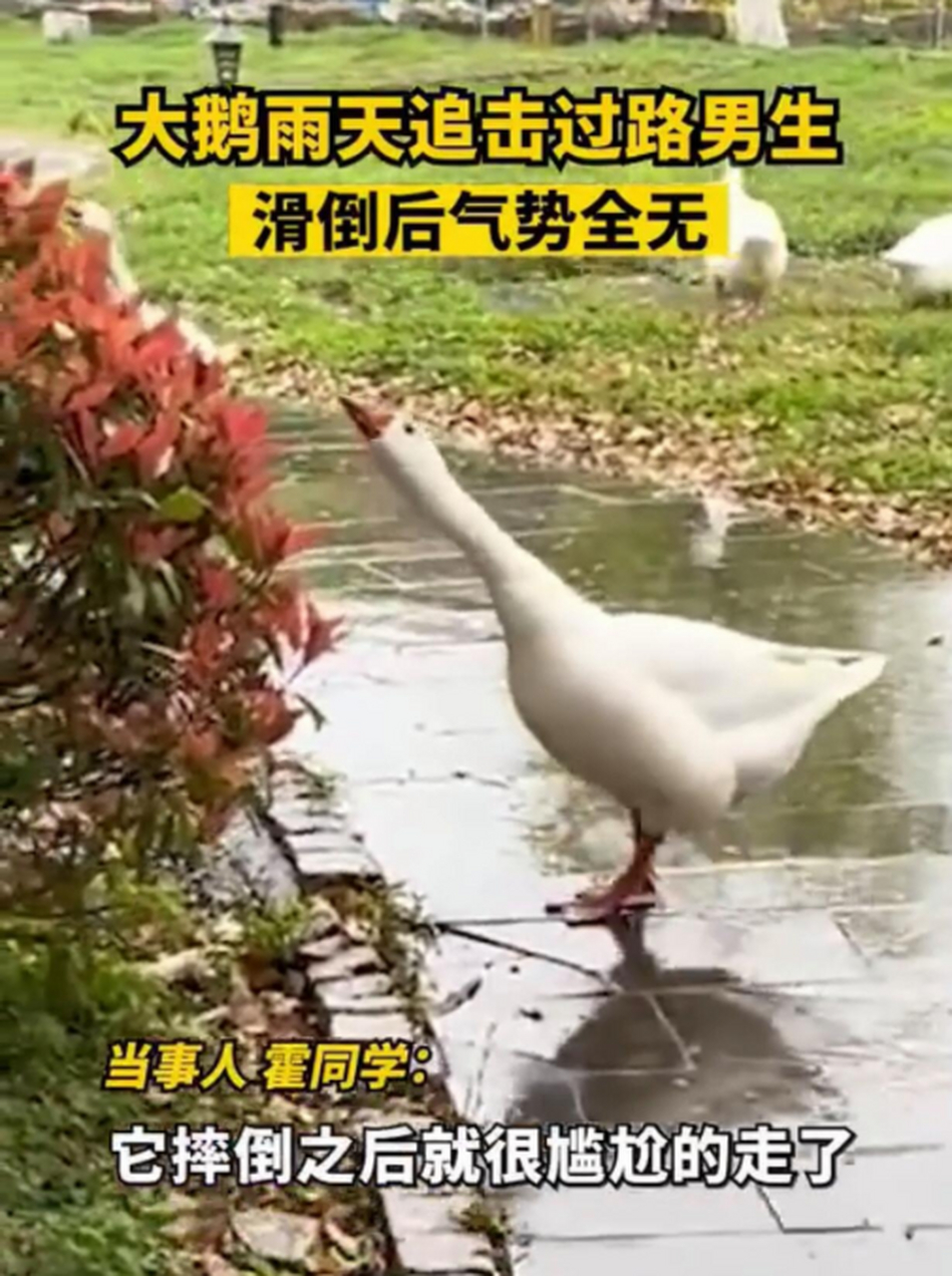 大鹅追路过的人,路滑跌倒后气势全无