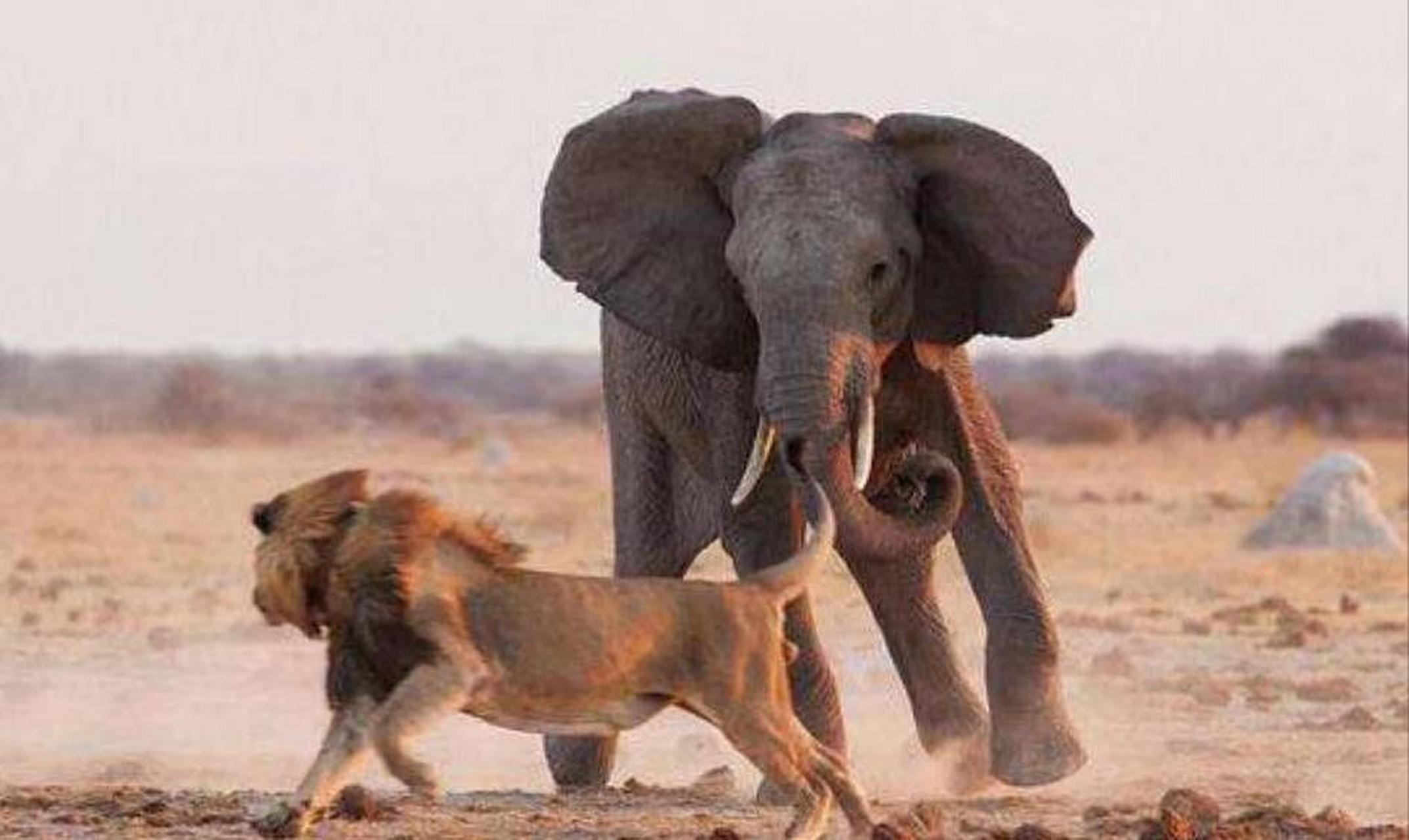 大象是现存陆地上体型最大的哺乳动物,与狮子生活在同一栖息地的是