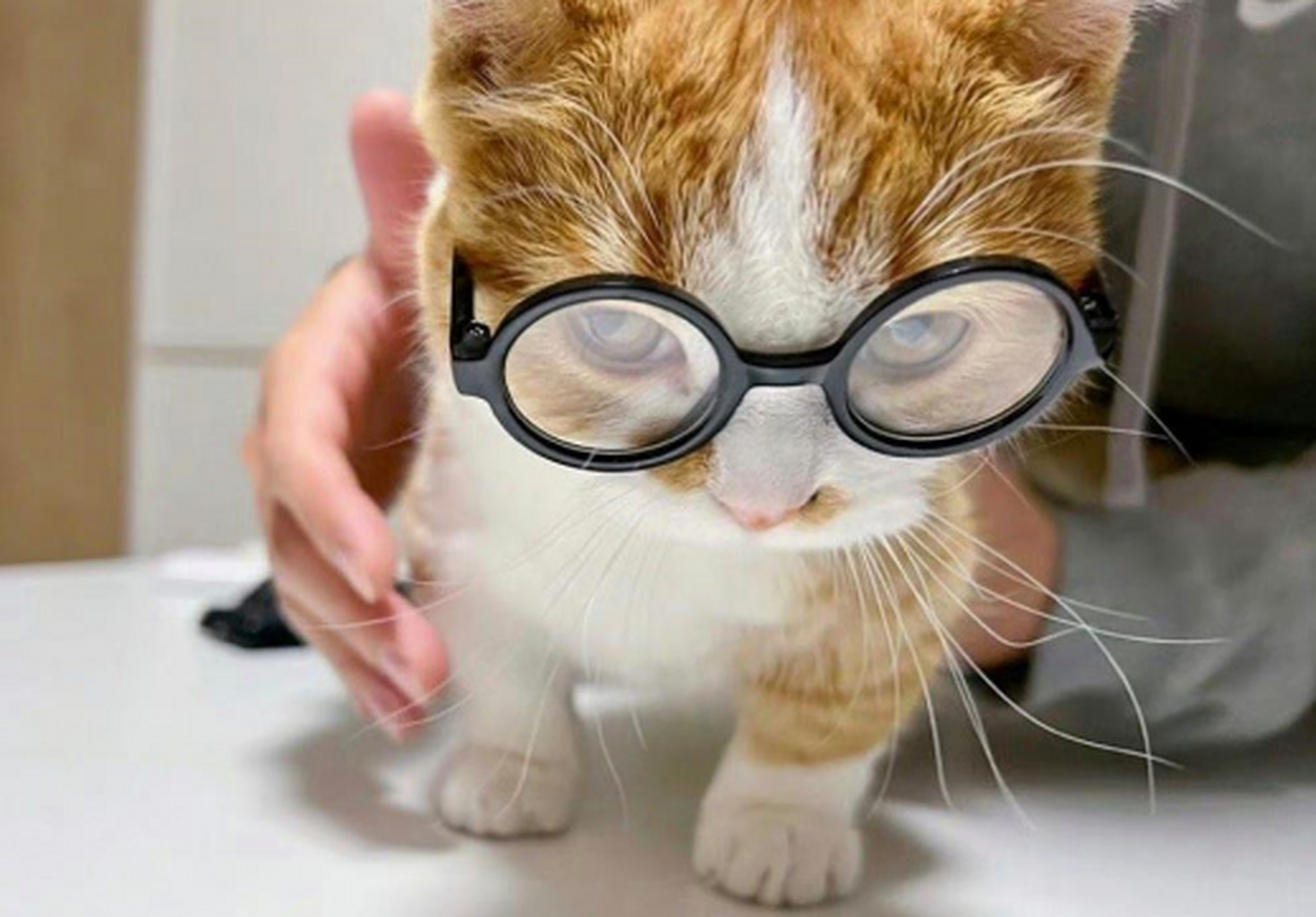 戴眼镜的小猫咪看起来有没有聪明一点.