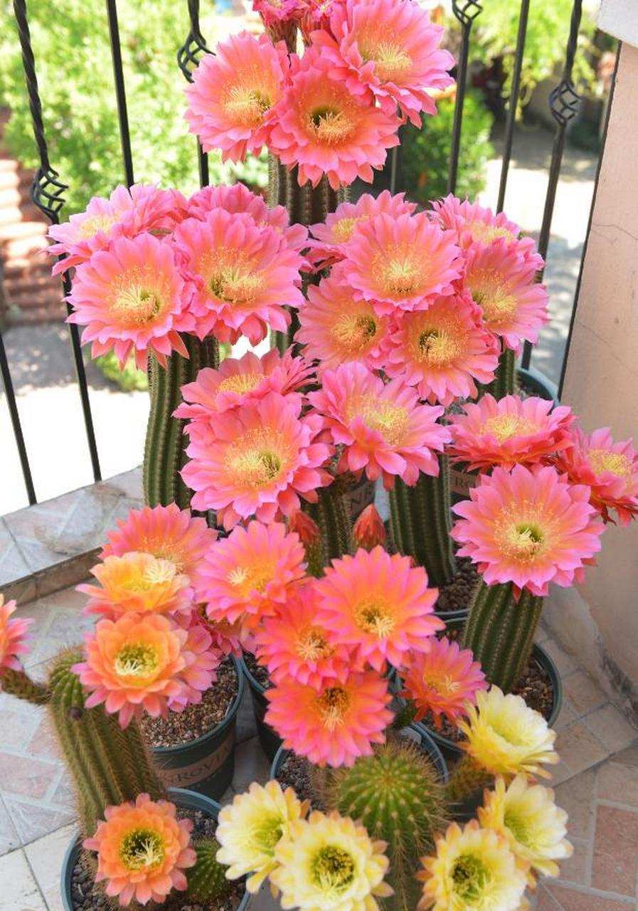 仙人球毛花柱属"飞碟"——一个很值得拥有的品种,花朵超级大,最大花径