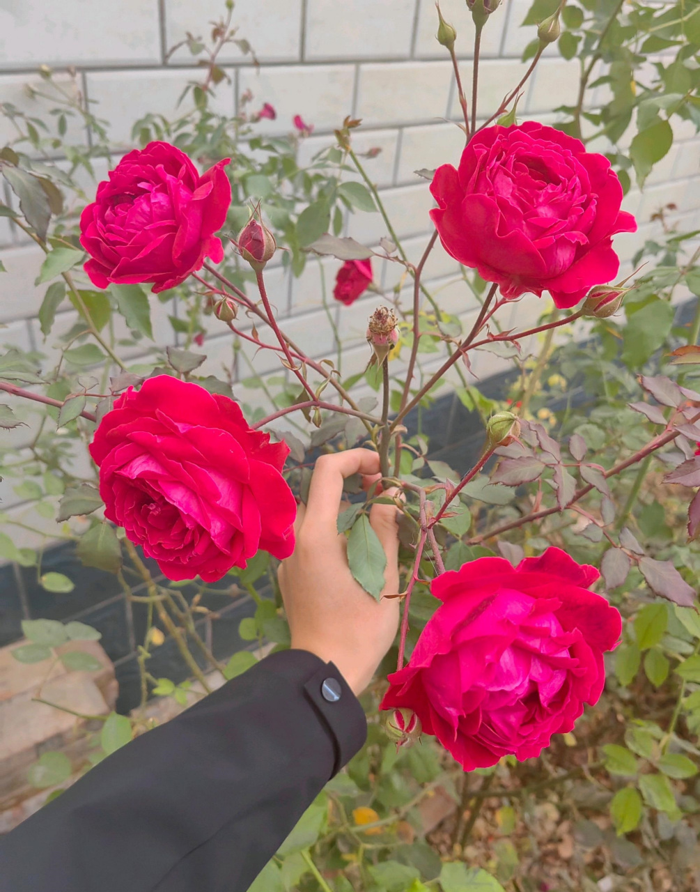 中国古老月季花——软香红,一个被严重"低估"的品种,它非常皮实,耐