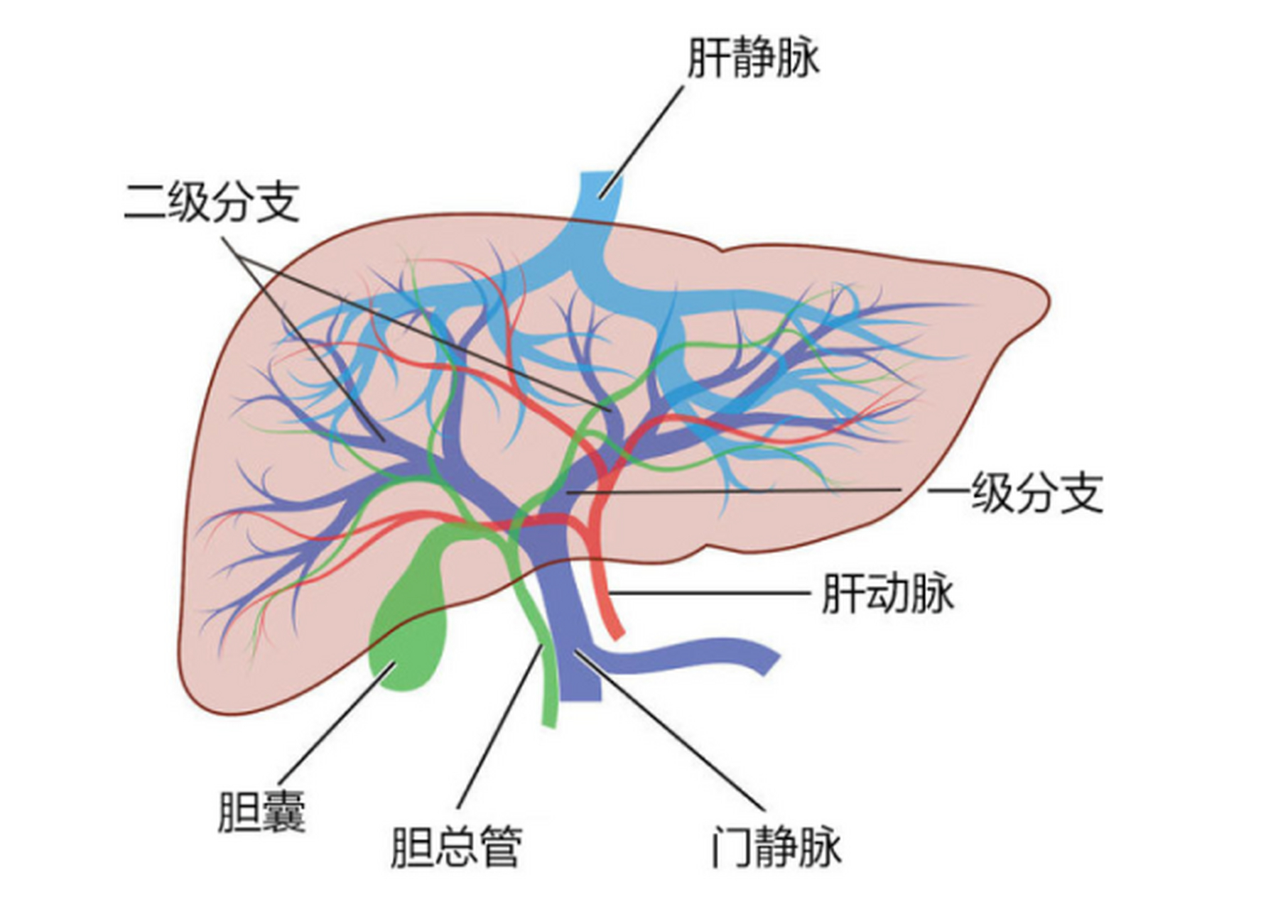 肝门管区图片图片