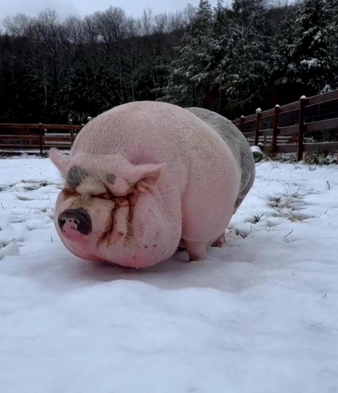 网友:2800买了一头年猪,大家看值不值 #搞笑趣味图