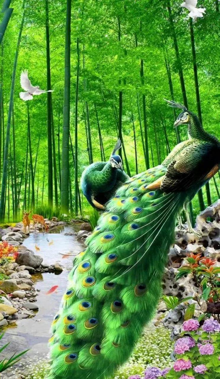 华贵吉祥,雍容华贵,富丽堂皇的孔雀鸟,芳情雀艳若翠仙